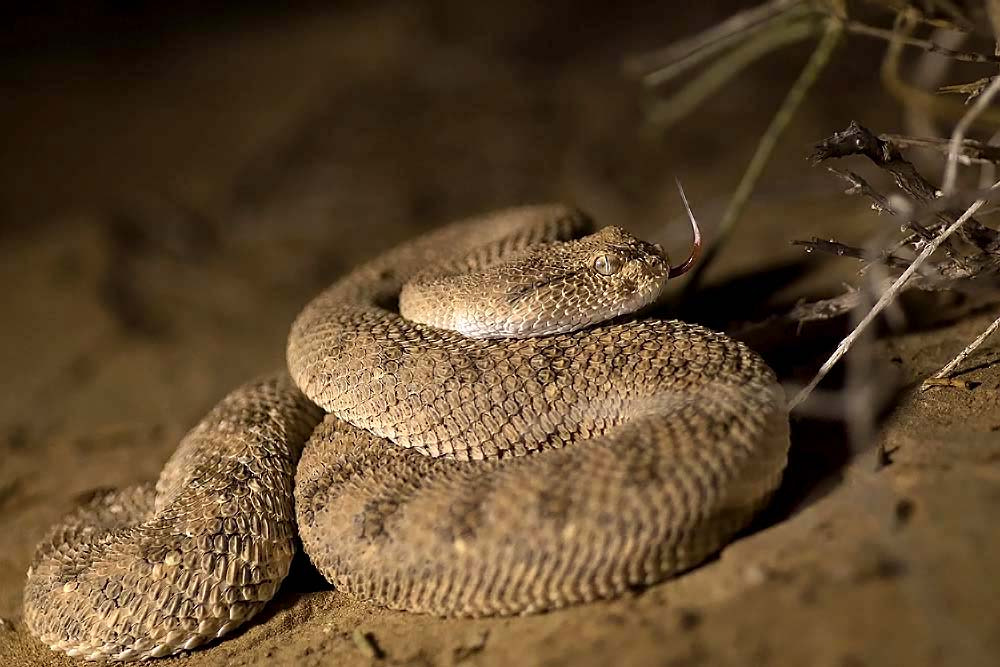 Canon EOS 7D Mark II + Tamron SP AF 90mm F2.8 Di Macro sample photo. Desert horned viper photography