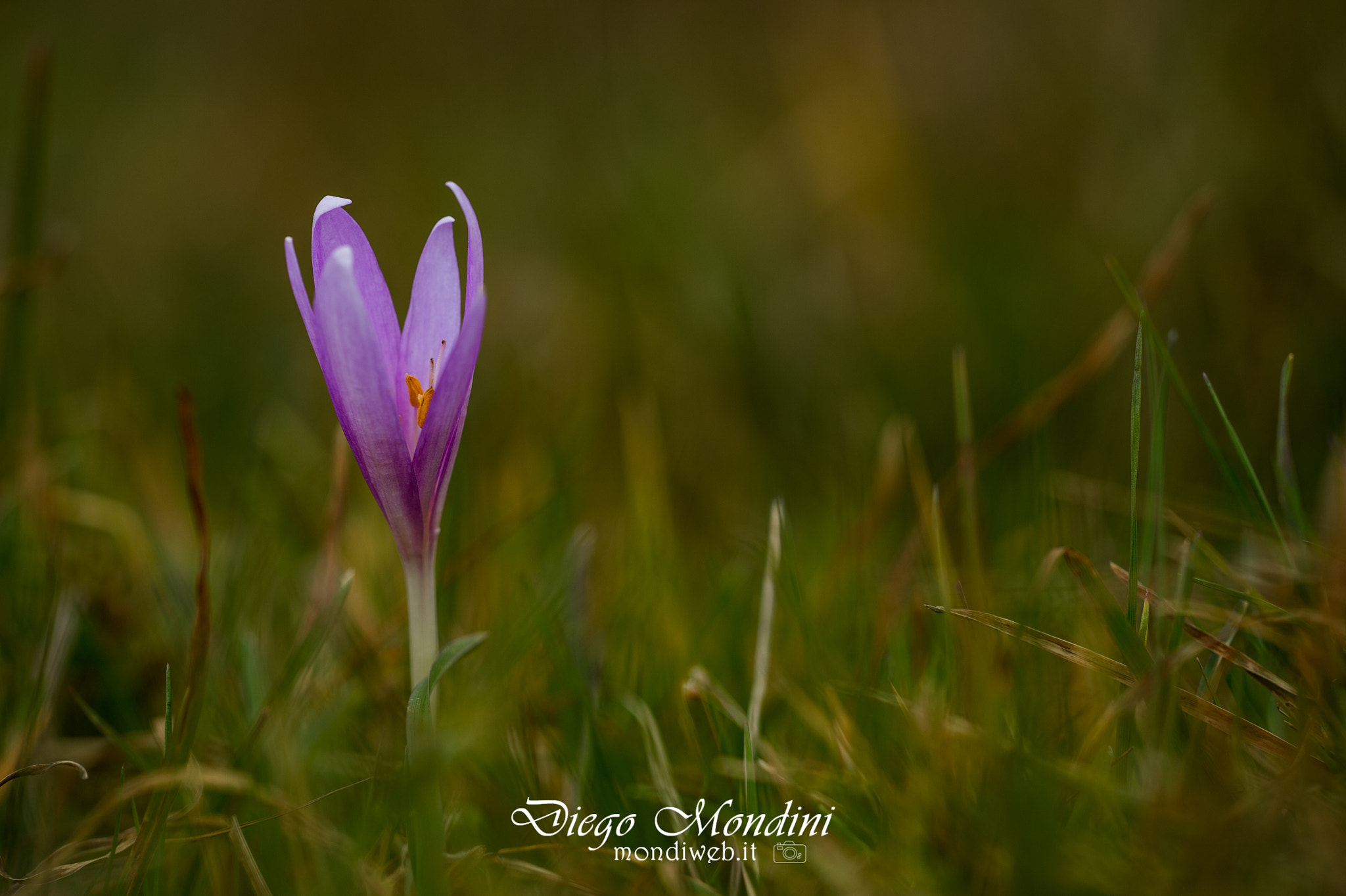 Nikon D4 + Sigma 150mm F2.8 EX DG Macro HSM sample photo. Crocus ad ottobre photography