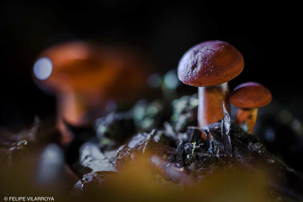 Nikon D7000 + Sigma 50mm F2.8 EX DG Macro sample photo. Este año pinta muy bien photography