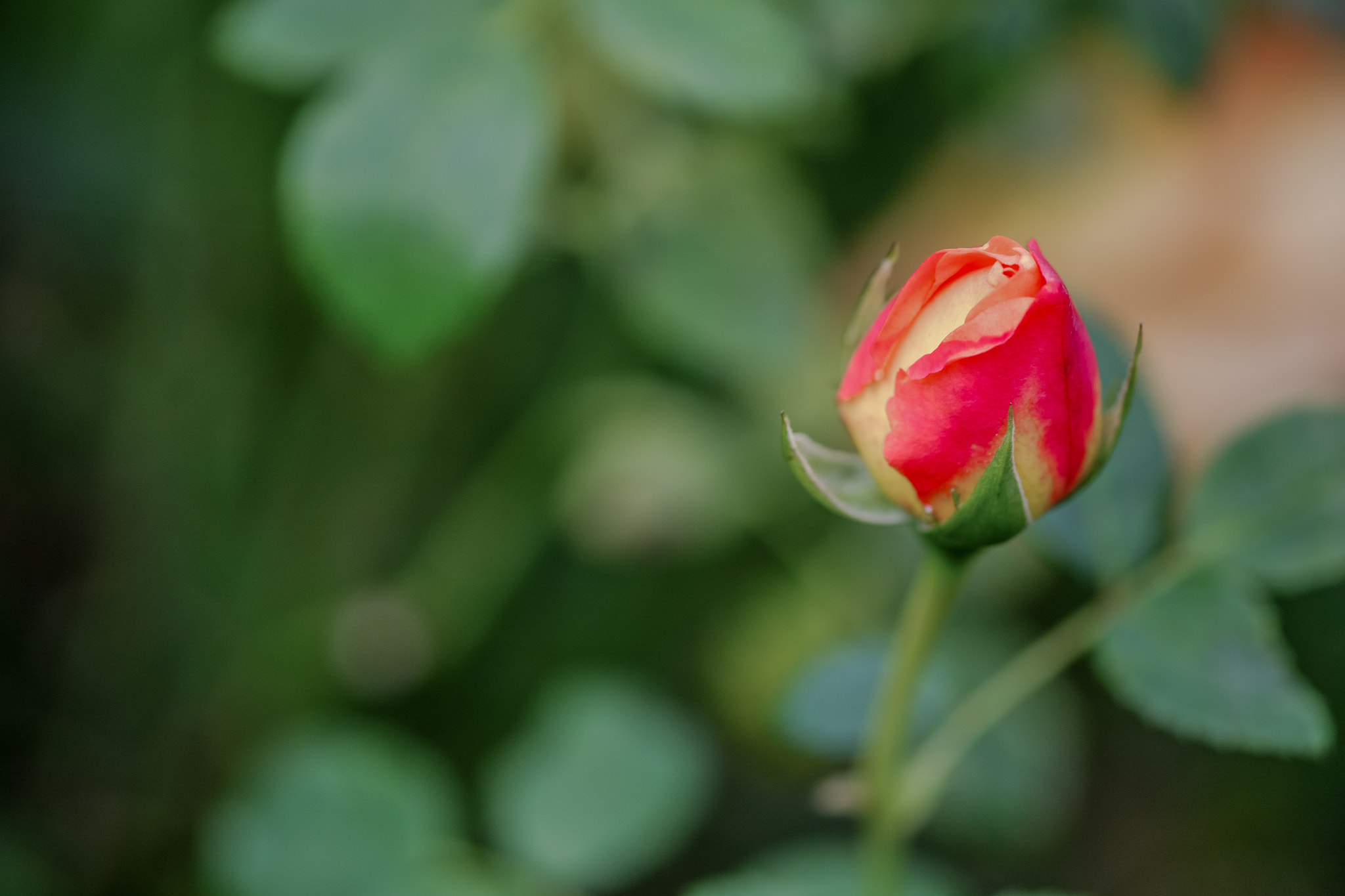 Fujifilm X-T10 + Fujifilm XF 60mm F2.4 R Macro sample photo. Unopened rose photography