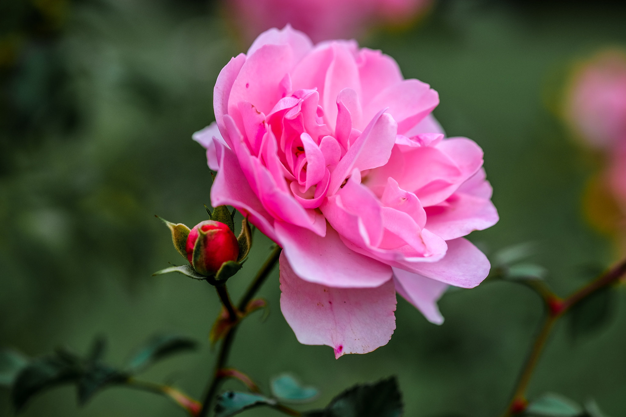 Fujifilm X-T10 + Fujifilm XF 60mm F2.4 R Macro sample photo. Pink rose photography