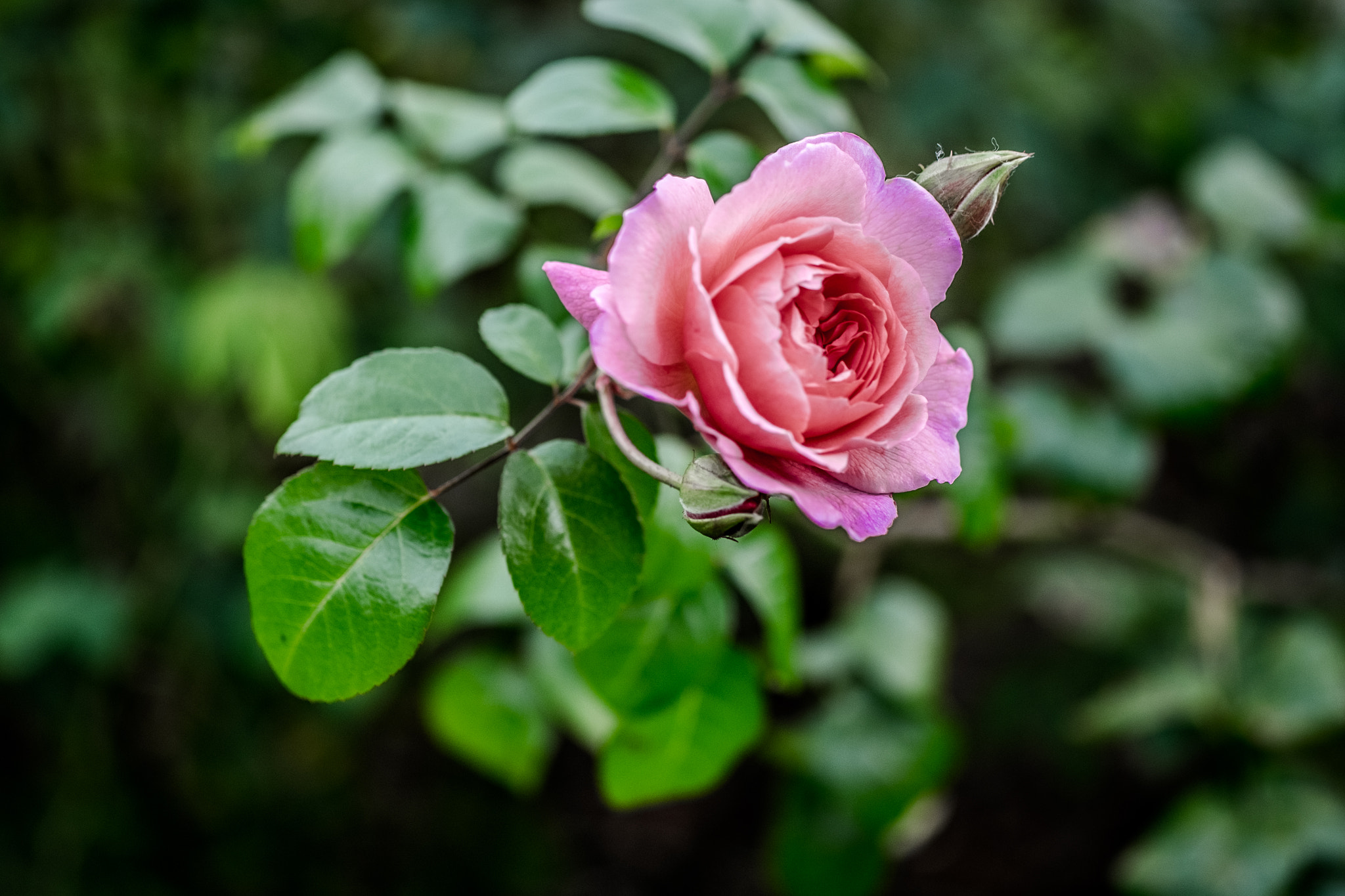 Fujifilm X-T10 + Fujifilm XF 60mm F2.4 R Macro sample photo. Rose photography