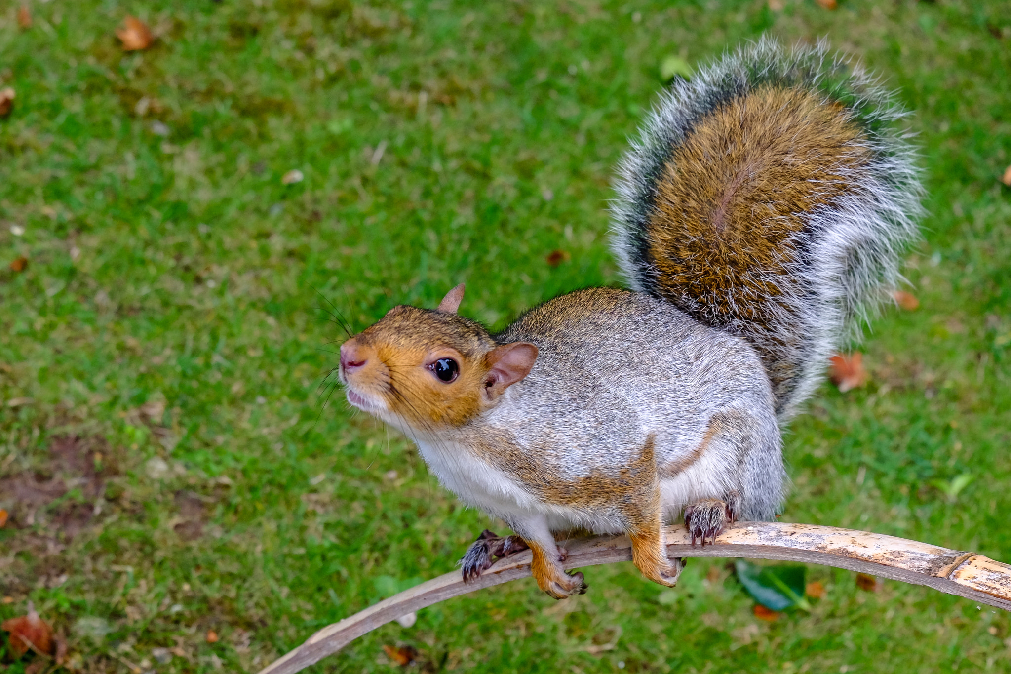 Fujifilm X-T10 + Fujifilm XC 50-230mm F4.5-6.7 OIS II sample photo. Friendly squirrel photography