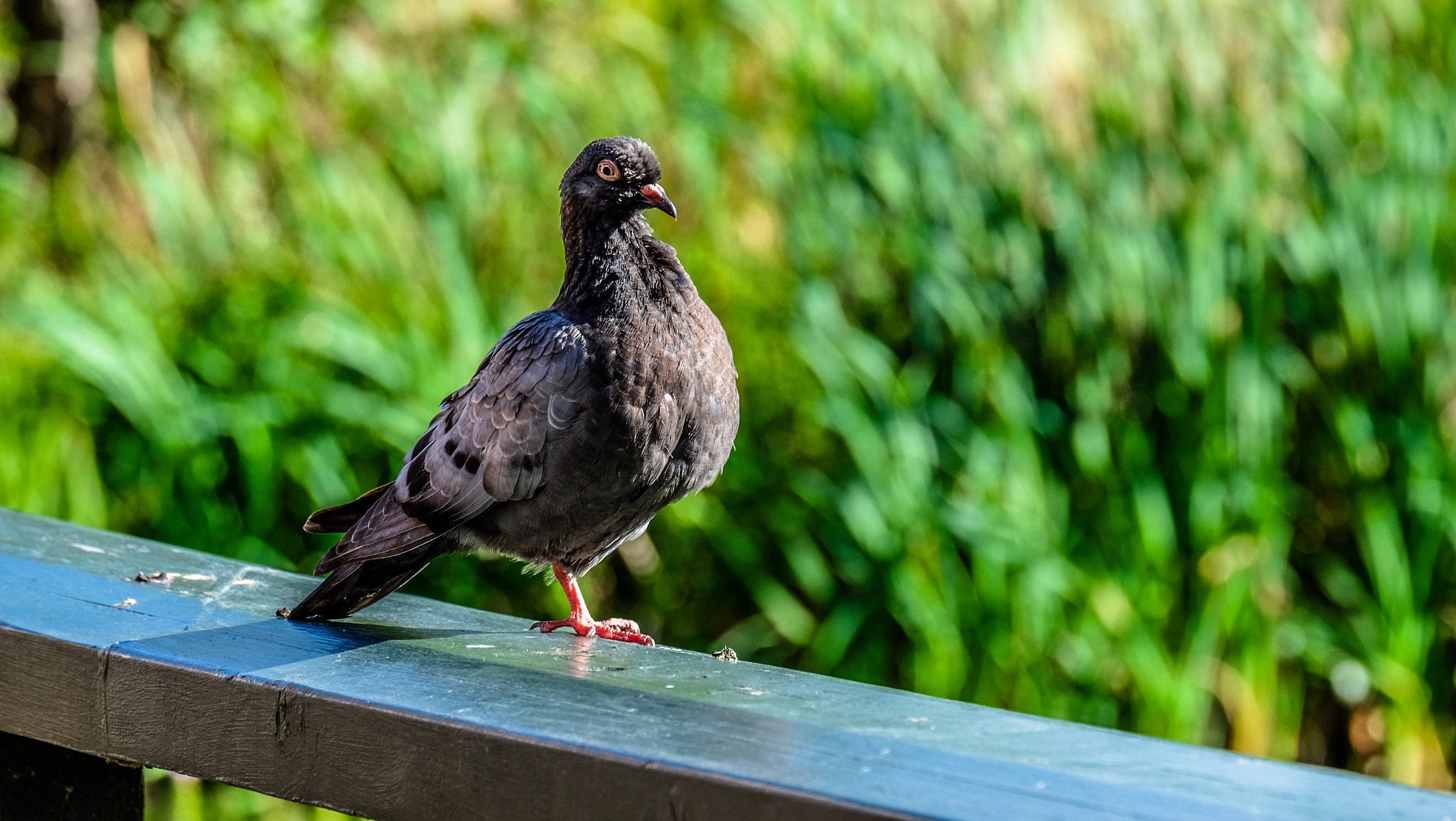 Fujifilm X-T10 + Fujifilm XC 50-230mm F4.5-6.7 OIS II sample photo. One-legged pigeon photography