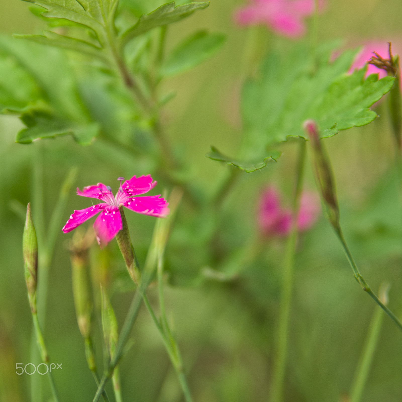 Tamron AF 28-75mm F2.8 XR Di LD Aspherical (IF) sample photo. Flower photography