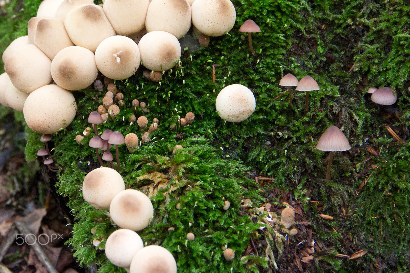 Canon EOS 650D (EOS Rebel T4i / EOS Kiss X6i) sample photo. Little mushrooms photography