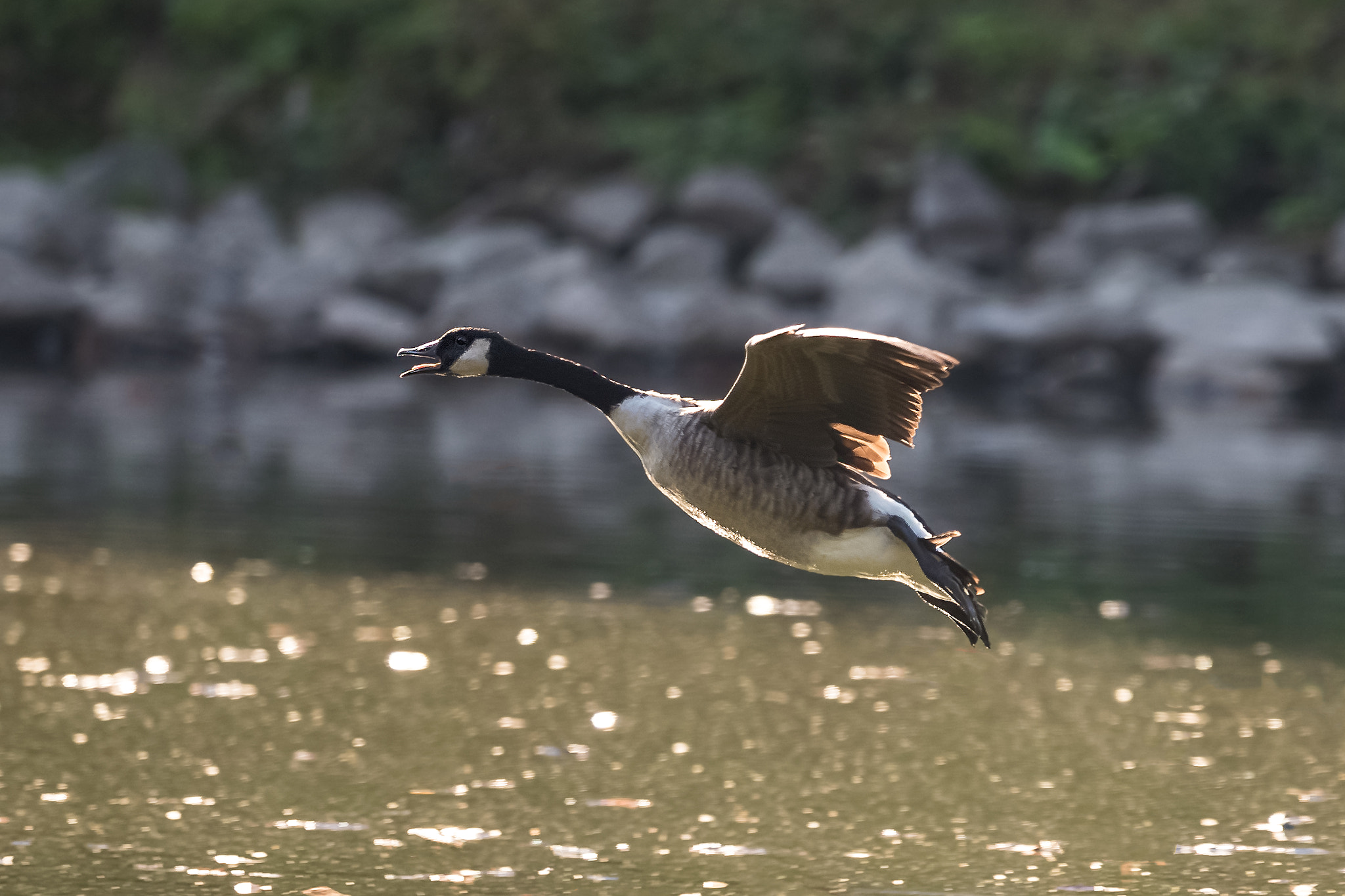 Canon EOS-1D X Mark II + Canon EF 400mm F2.8L IS II USM sample photo. Goose.... photography