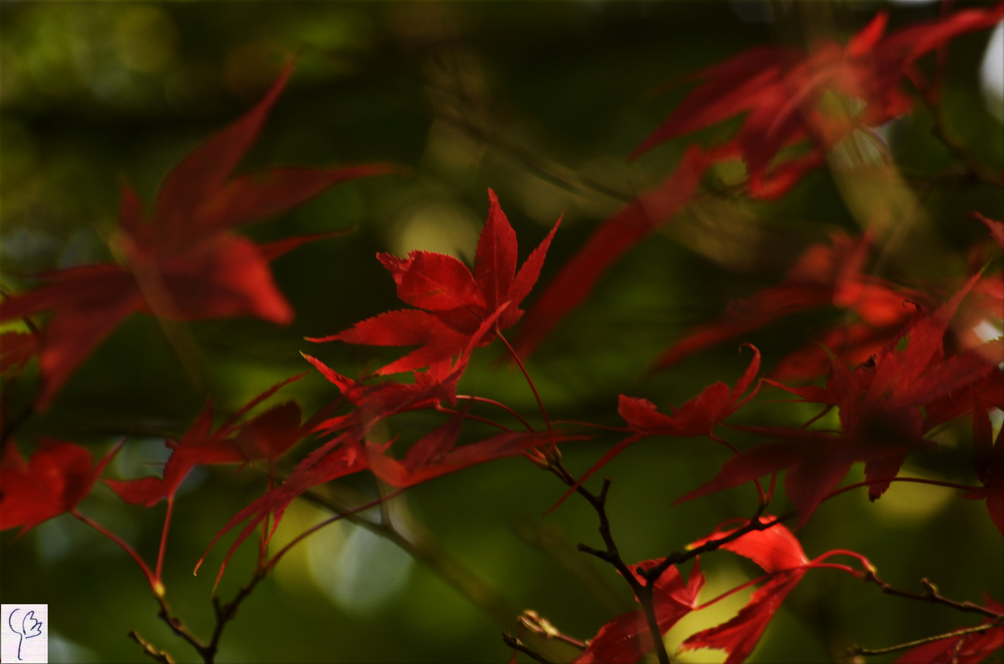 Sigma 70-300mm F4-5.6 APO Macro Super II sample photo. Fall 1 photography