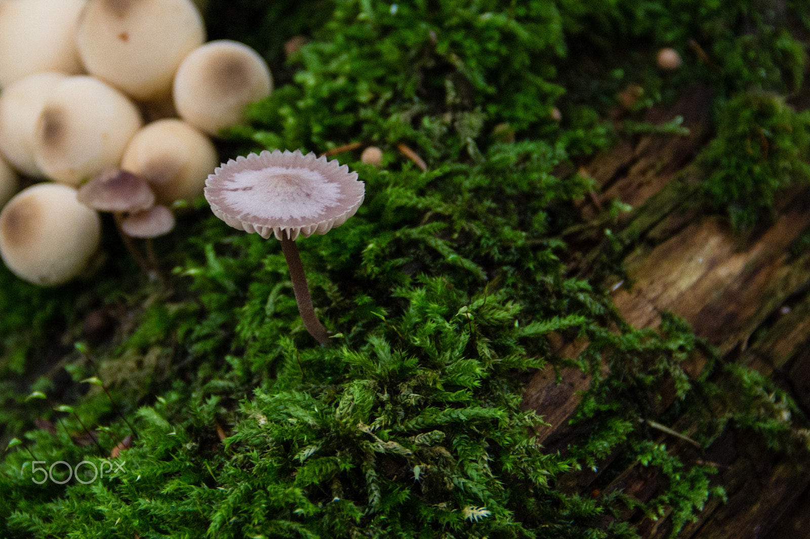 Canon EOS 650D (EOS Rebel T4i / EOS Kiss X6i) sample photo. Little mushroom photography