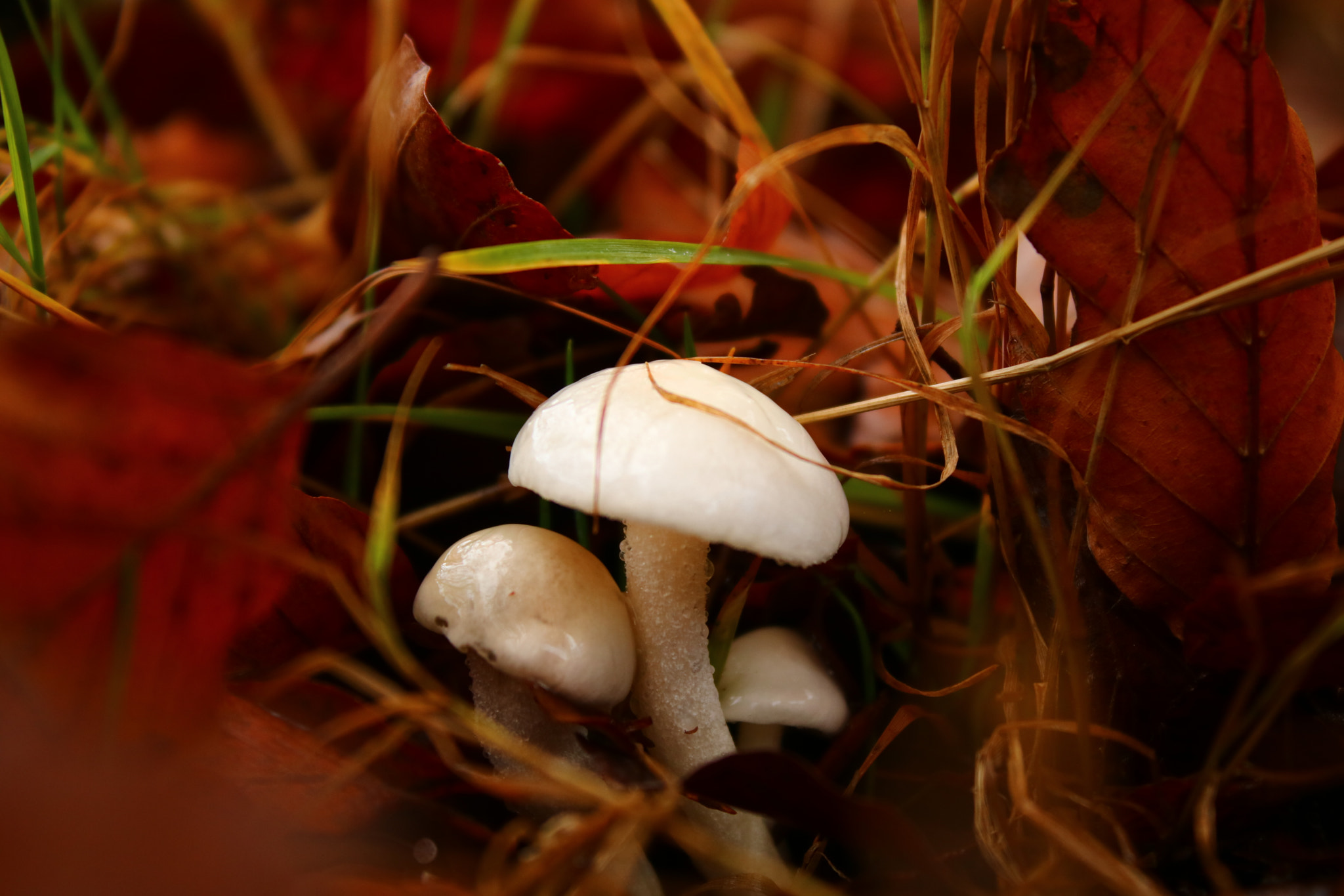 Canon EOS 760D (EOS Rebel T6s / EOS 8000D) sample photo. Colori d'autunno photography