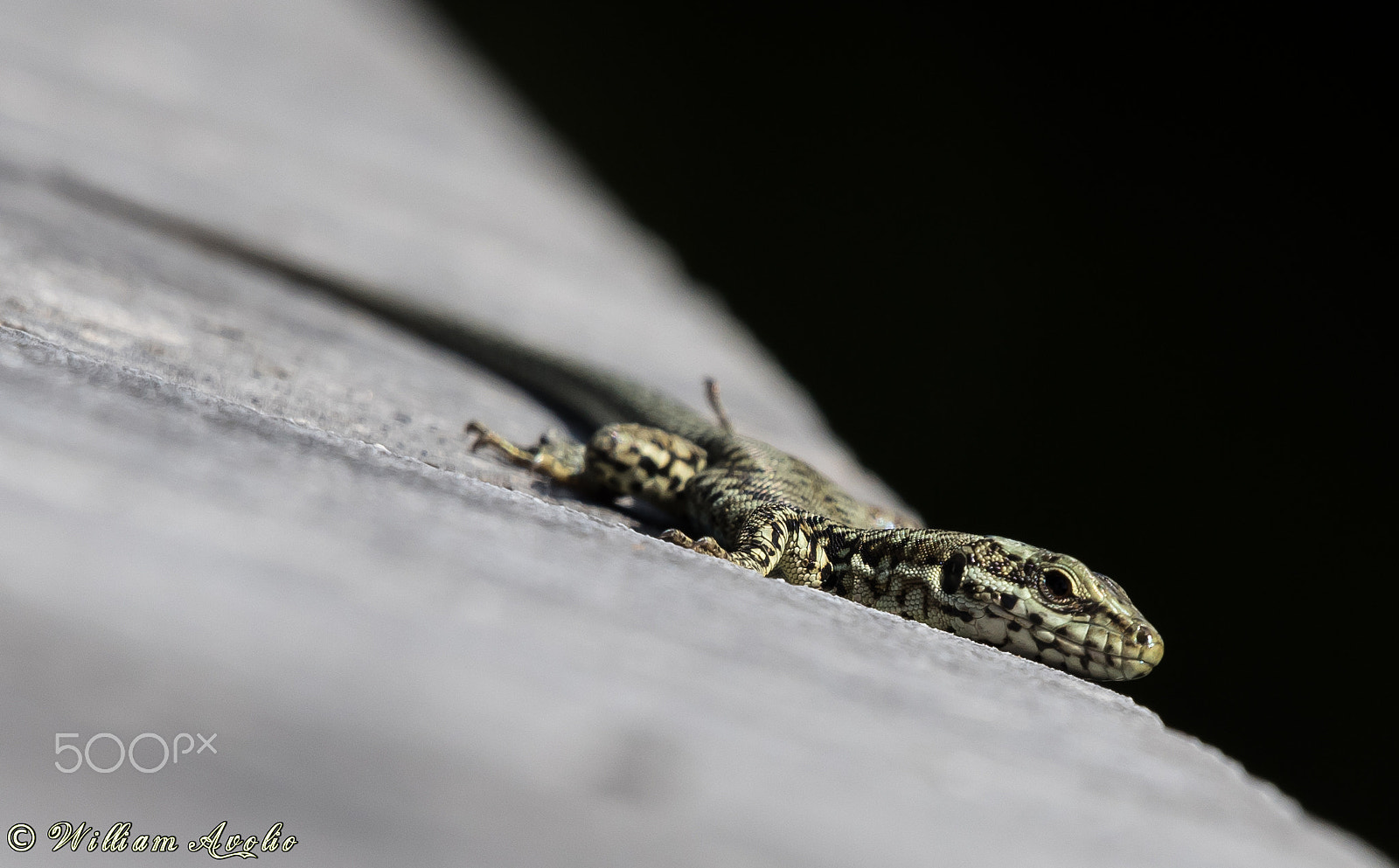 Sigma 50-500mm F4.5-6.3 DG OS HSM sample photo. The lizard... photography