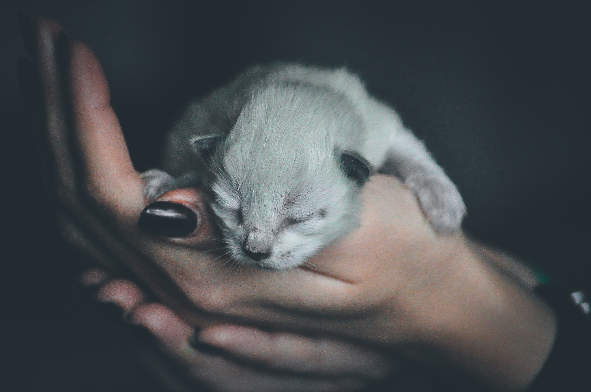 Nikon D5000 sample photo. Pussycat photography