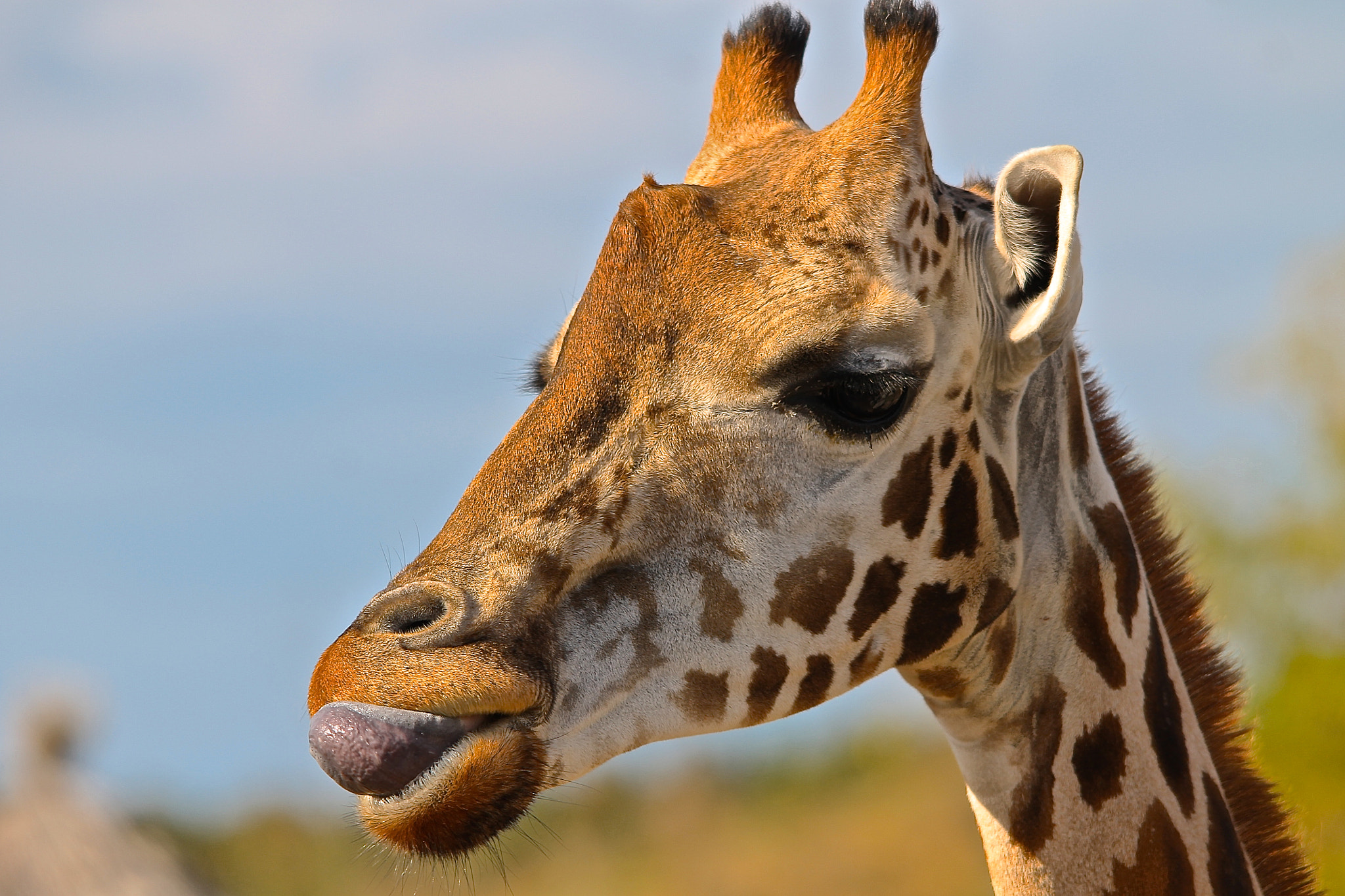 Sigma 150-500mm F5-6.3 DG OS HSM sample photo. Giraffe photography