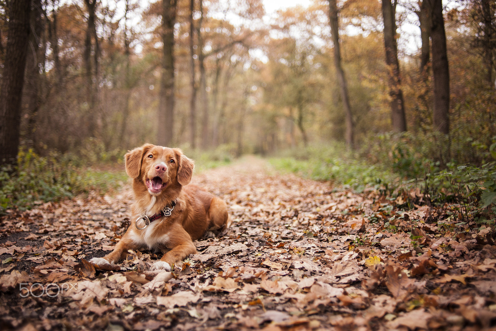 Nikon D3 sample photo. Hello, autumn! photography