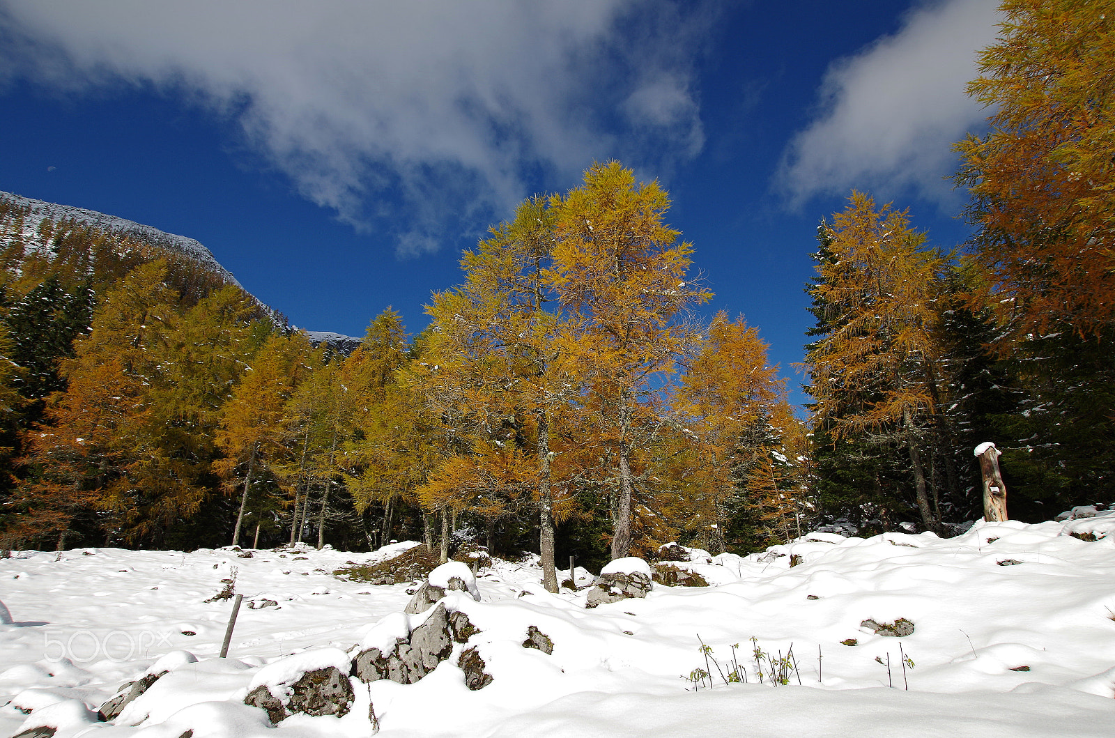 Pentax K-50 sample photo. Colorful larch trees in snow photography