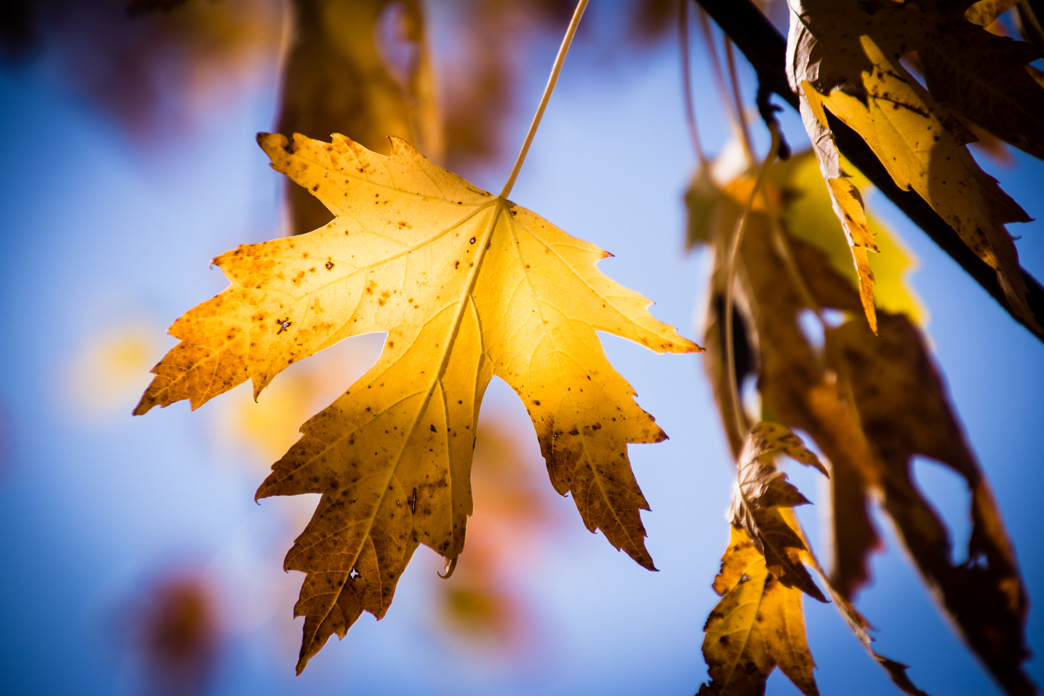 Canon EOS 760D (EOS Rebel T6s / EOS 8000D) sample photo. Late fall leaf photography