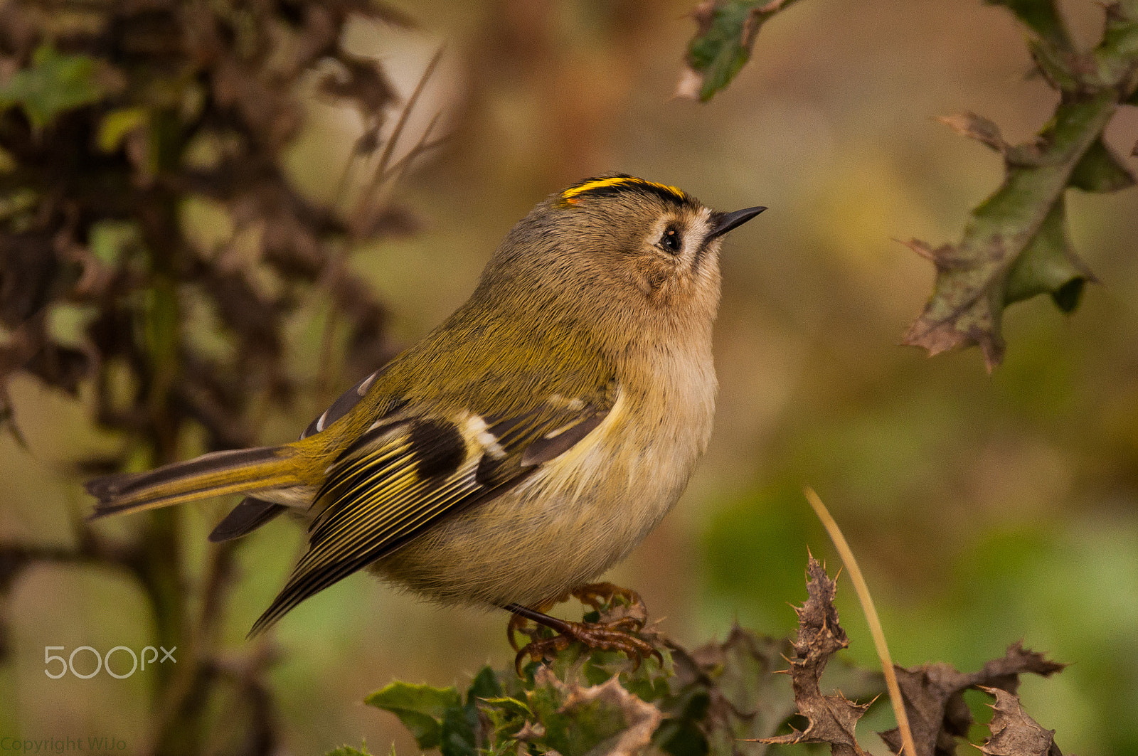 Sigma 150-600mm F5-6.3 DG OS HSM | C sample photo. Goldcrest / goudhaan photography