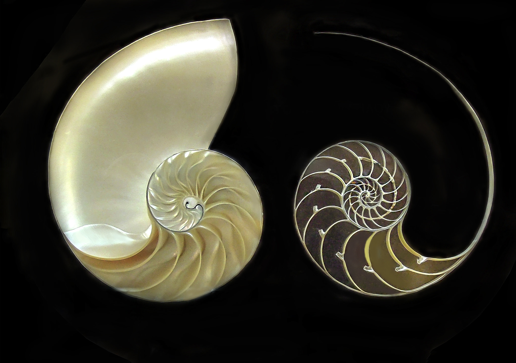 Nikon Coolpix P300 sample photo. Breakthroughs nautilus and the fibonacci sequence photography