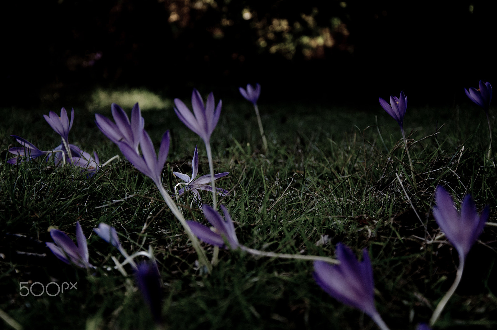 Nikon D50 sample photo. Fall of the colchiques photography