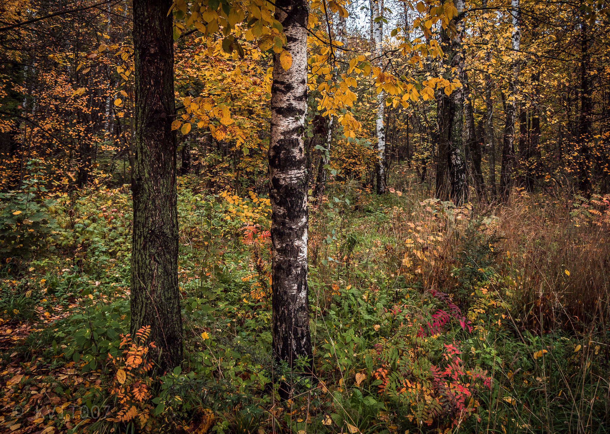 OLYMPUS M.14-150mm F4.0-5.6 II sample photo. Autumn forest photography