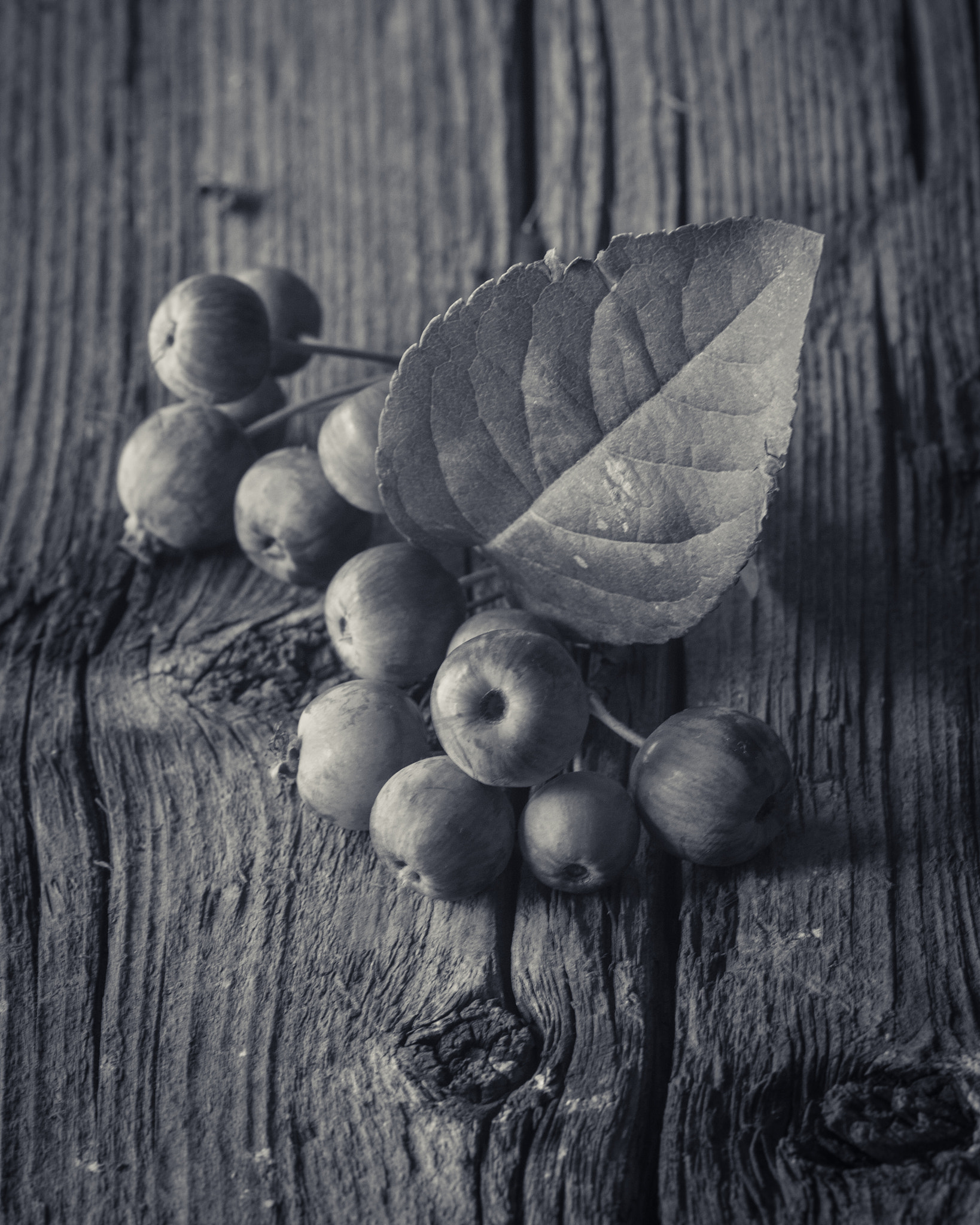 Canon EF 35-80mm f/4-5.6 sample photo. Texturas vegetales photography