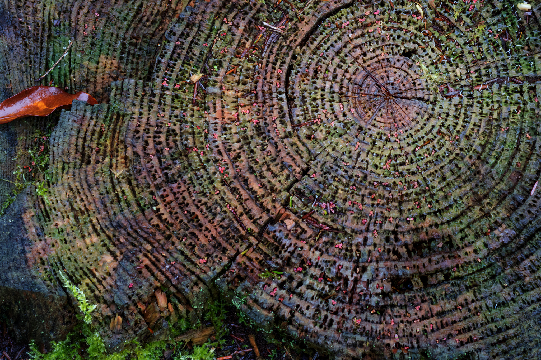 Canon EOS 760D (EOS Rebel T6s / EOS 8000D) sample photo. Stump photography