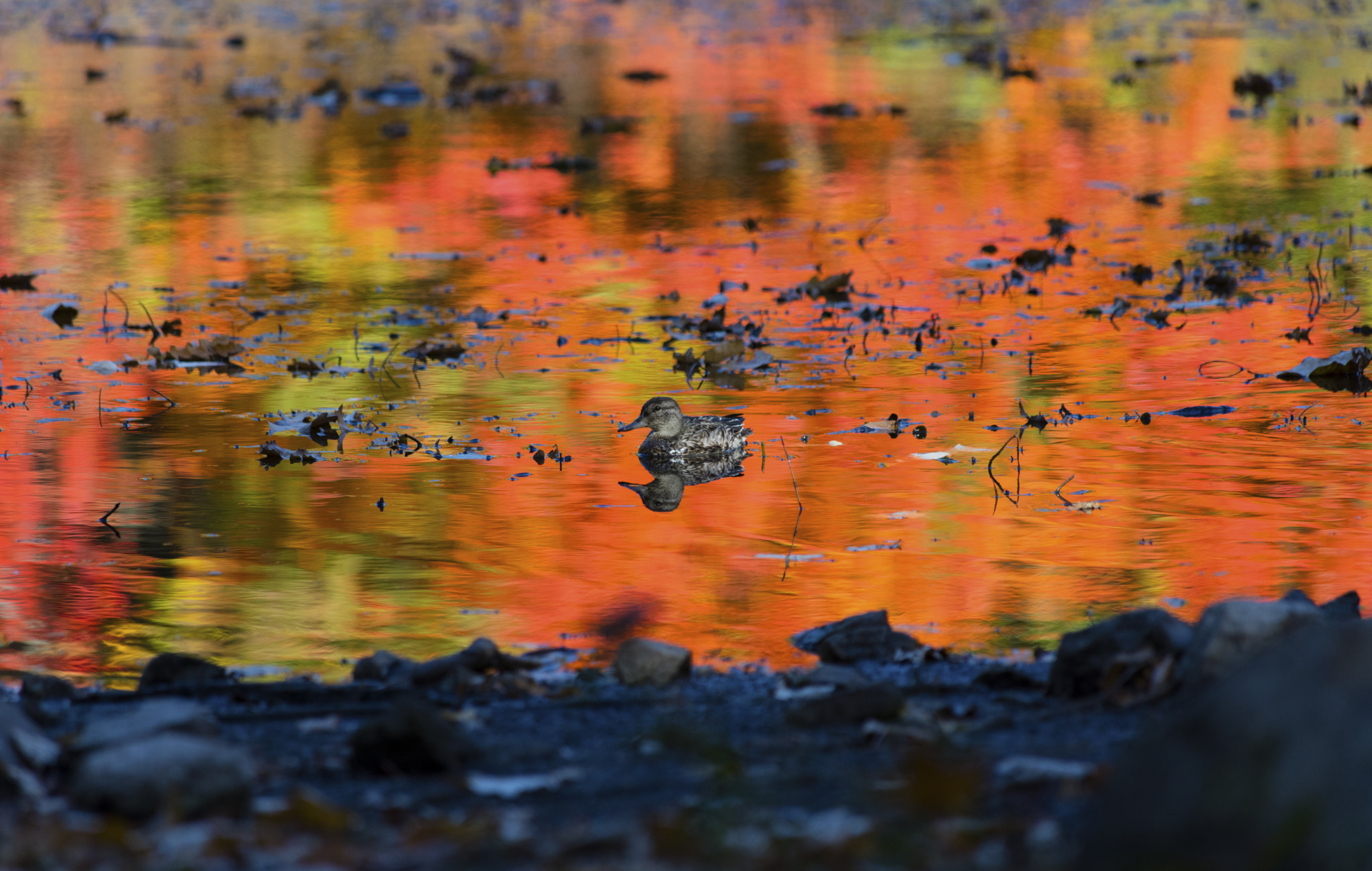 Canon EOS 5DS sample photo. Reflective duck. photography