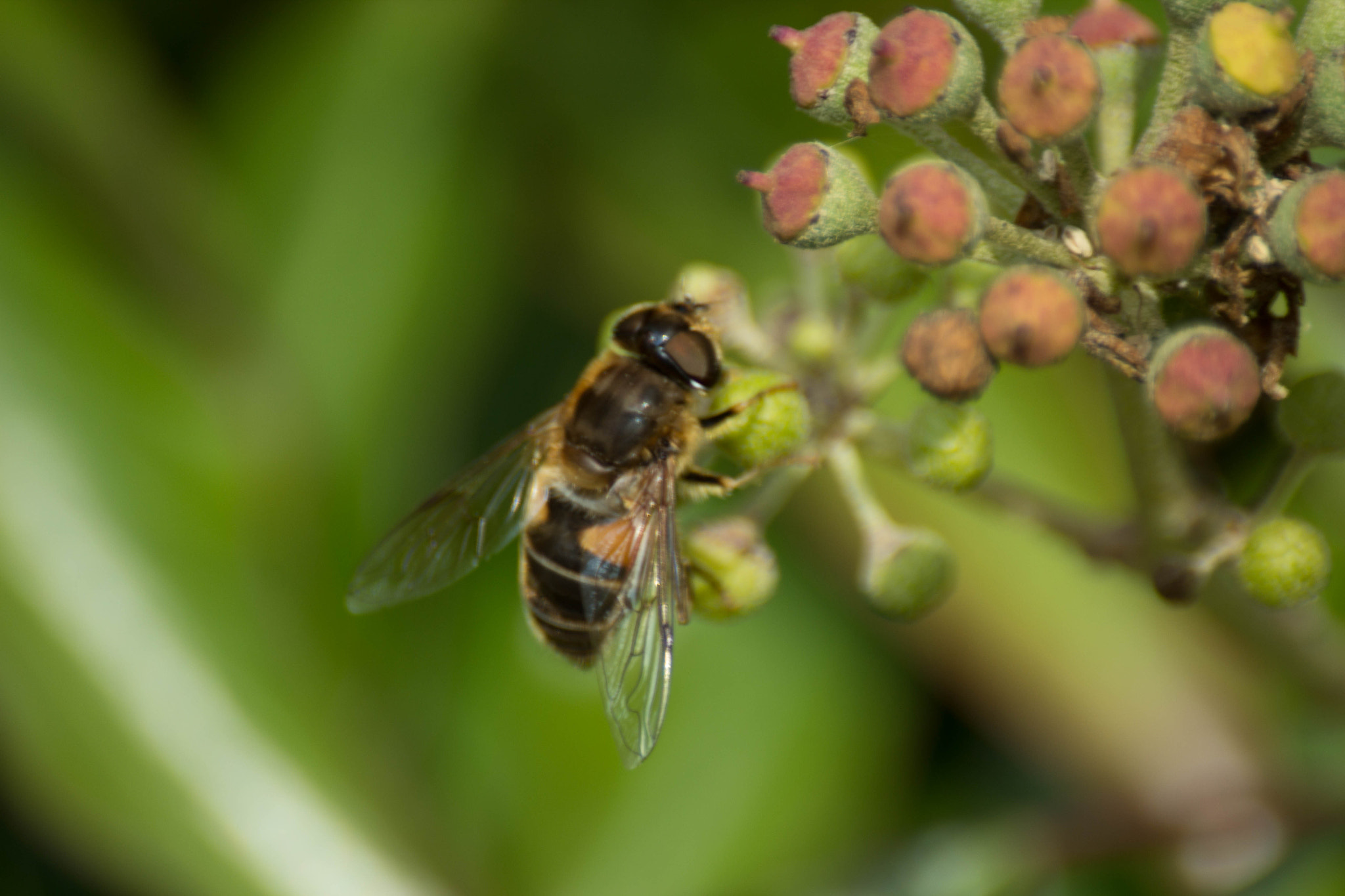 Sigma 70-300mm F4-5.6 APO DG Macro sample photo. Bee photography
