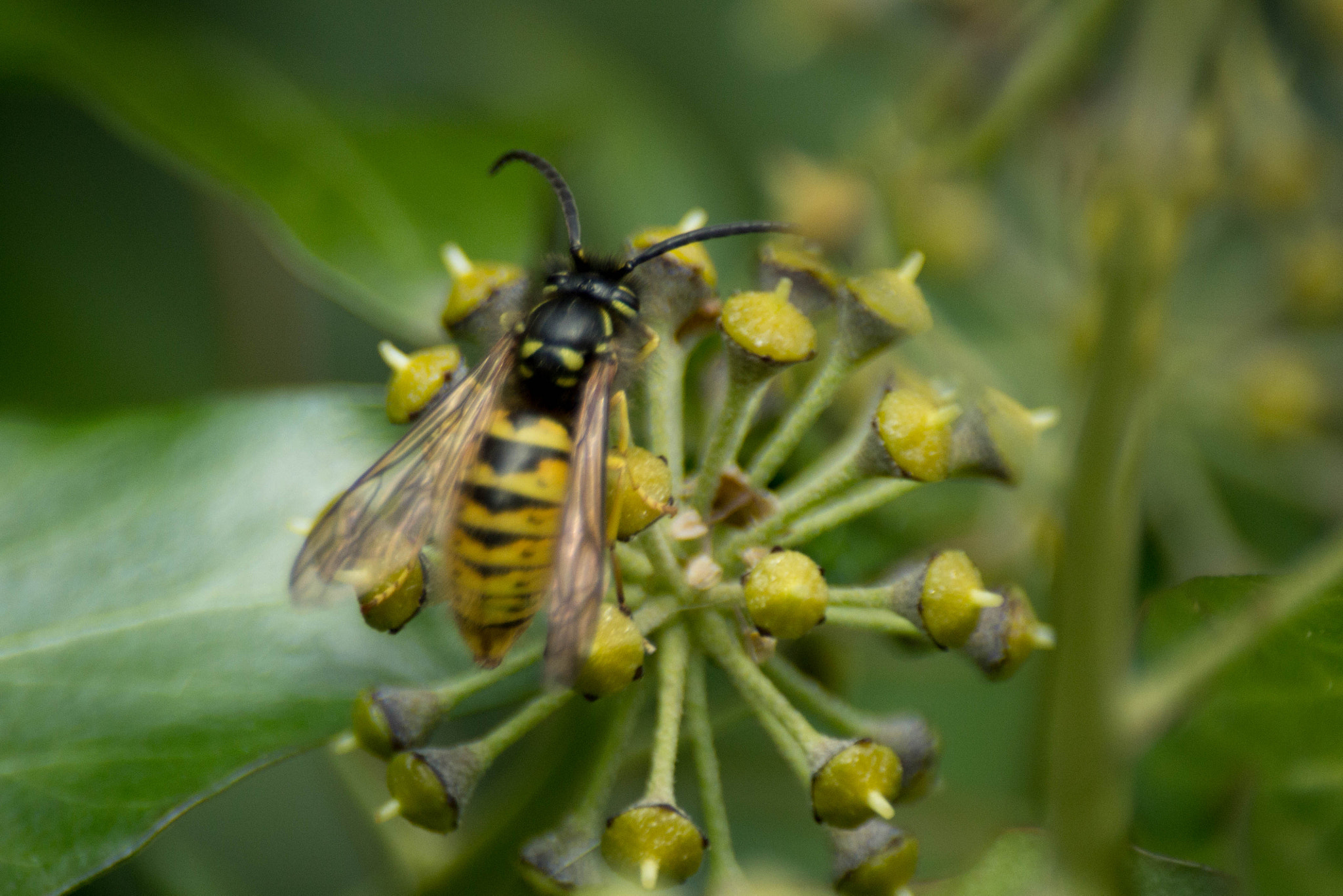 Sigma 70-300mm F4-5.6 APO DG Macro sample photo. Wasp photography