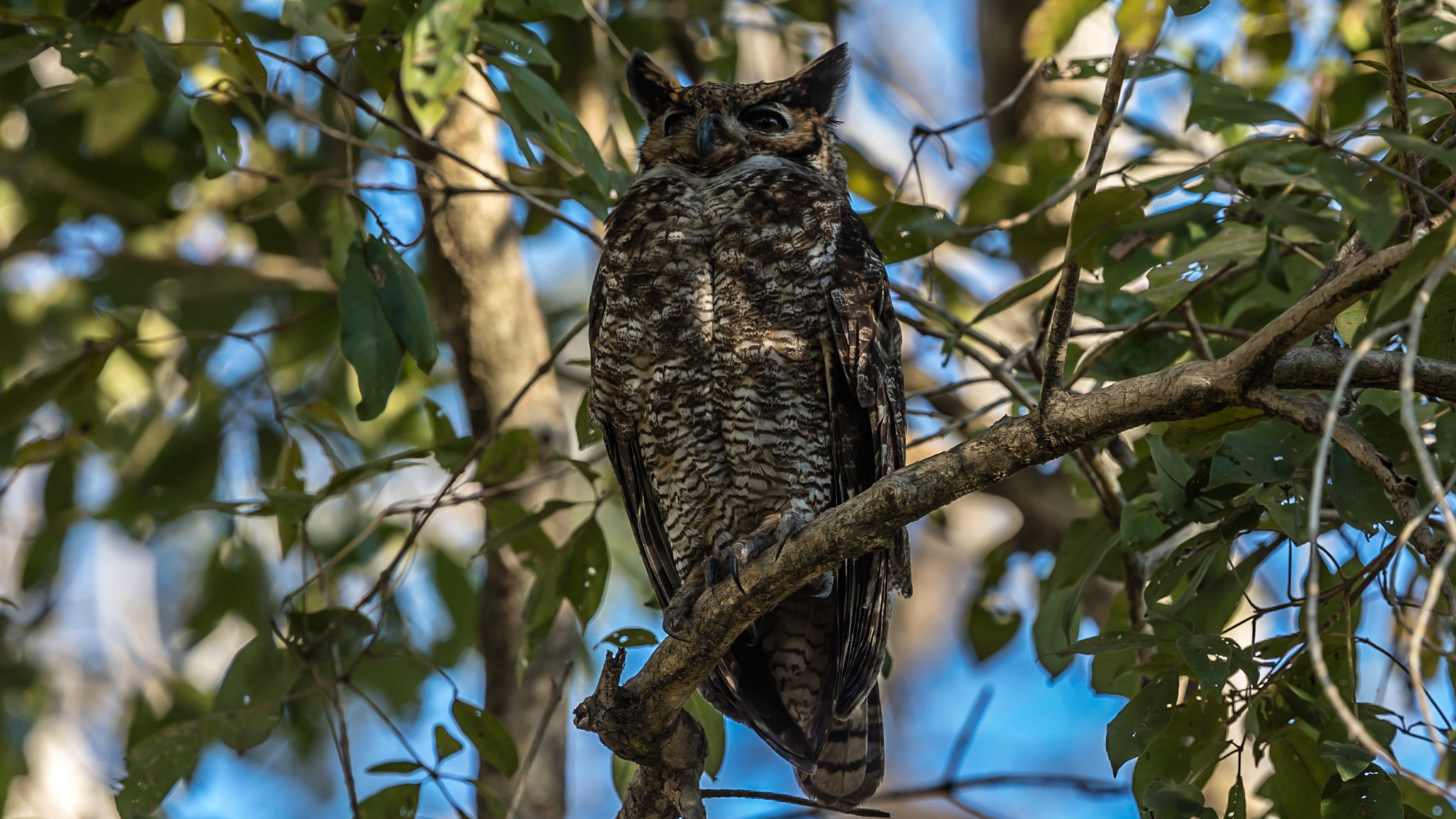 Canon EOS 5DS R + Canon EF 300mm F2.8L IS II USM sample photo. Great horned owl photography