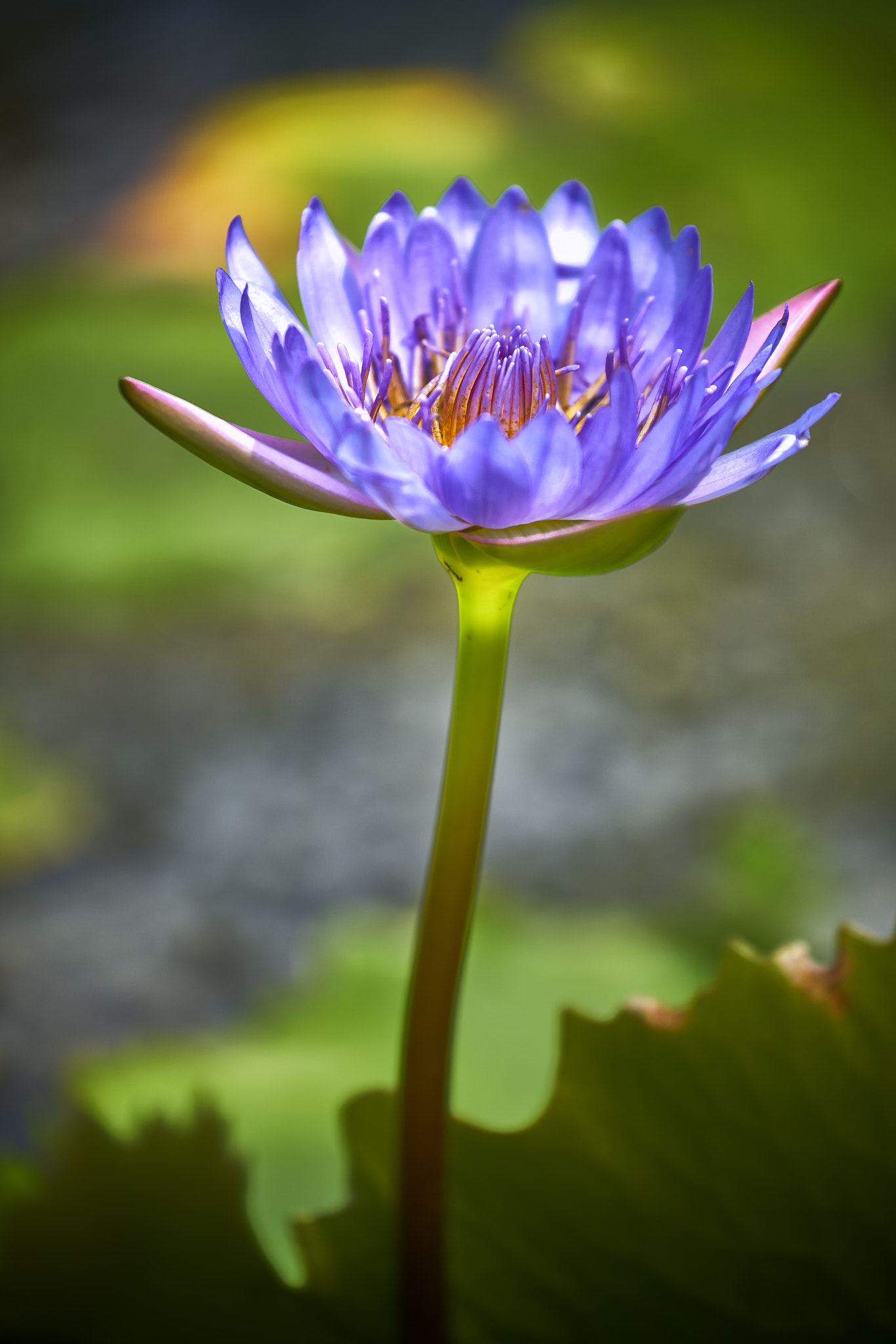 70-300mm F4-5.6 G SSM OSS sample photo. Water lily photography