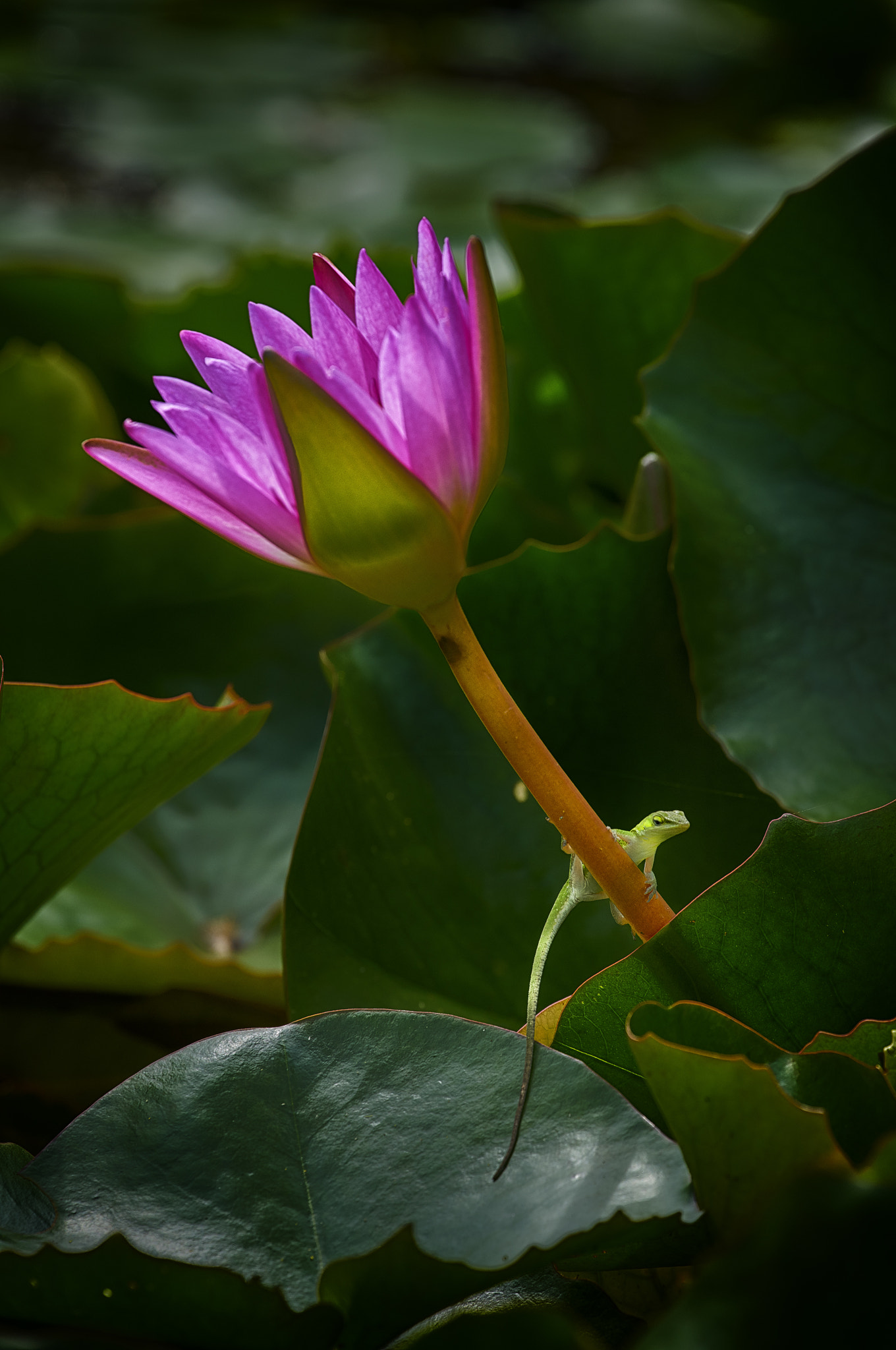 70-300mm F4-5.6 G SSM OSS sample photo. Anole on water lily photography