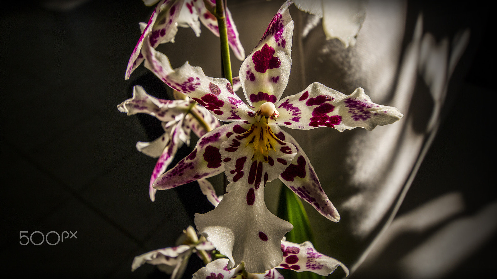 Sigma 8-16mm F4.5-5.6 DC HSM sample photo. Aliceara tropic lily 'hilo space ship' orchid photography