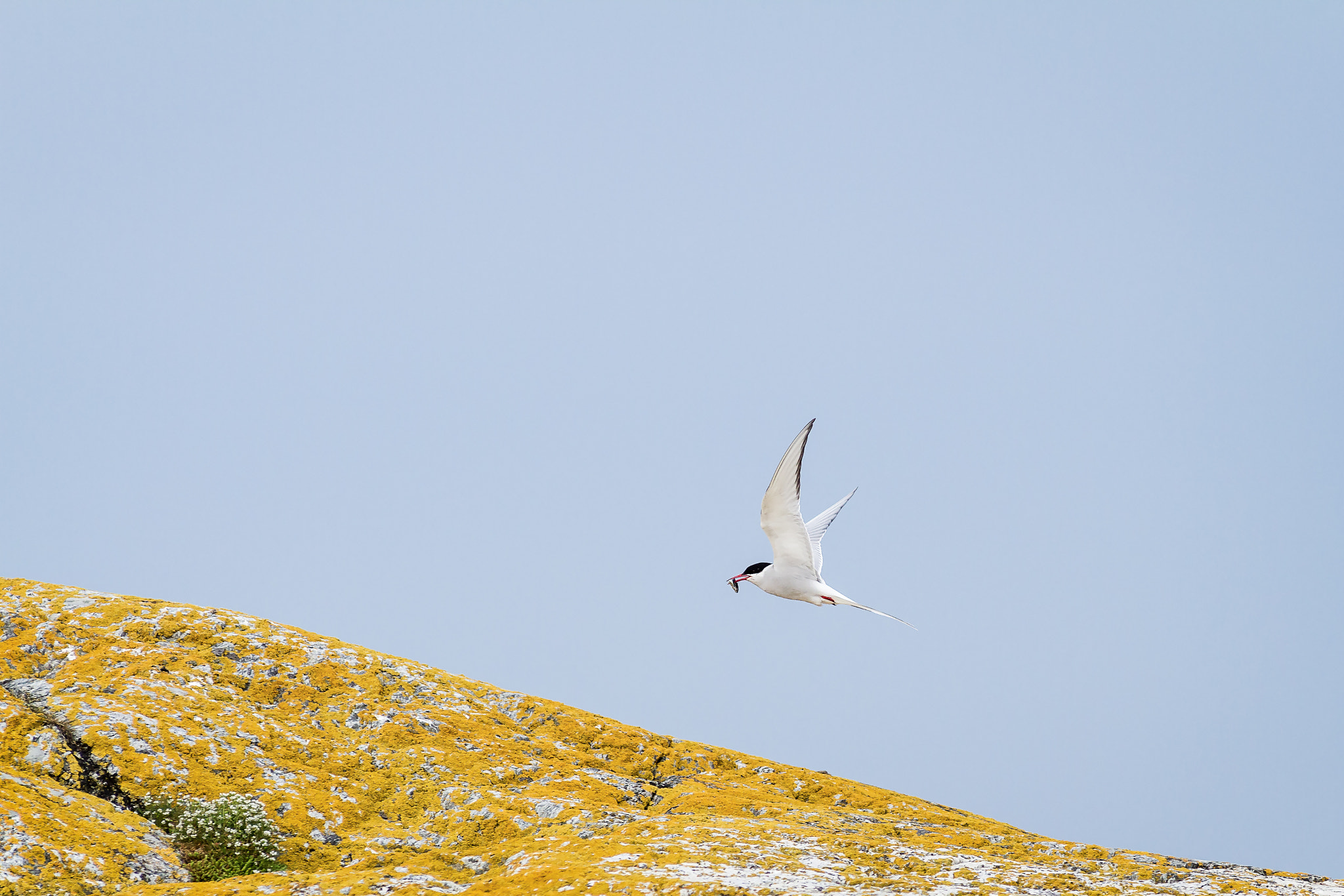 Canon EOS 7D + Canon EF 300mm f/2.8L sample photo. Arctic tern photography
