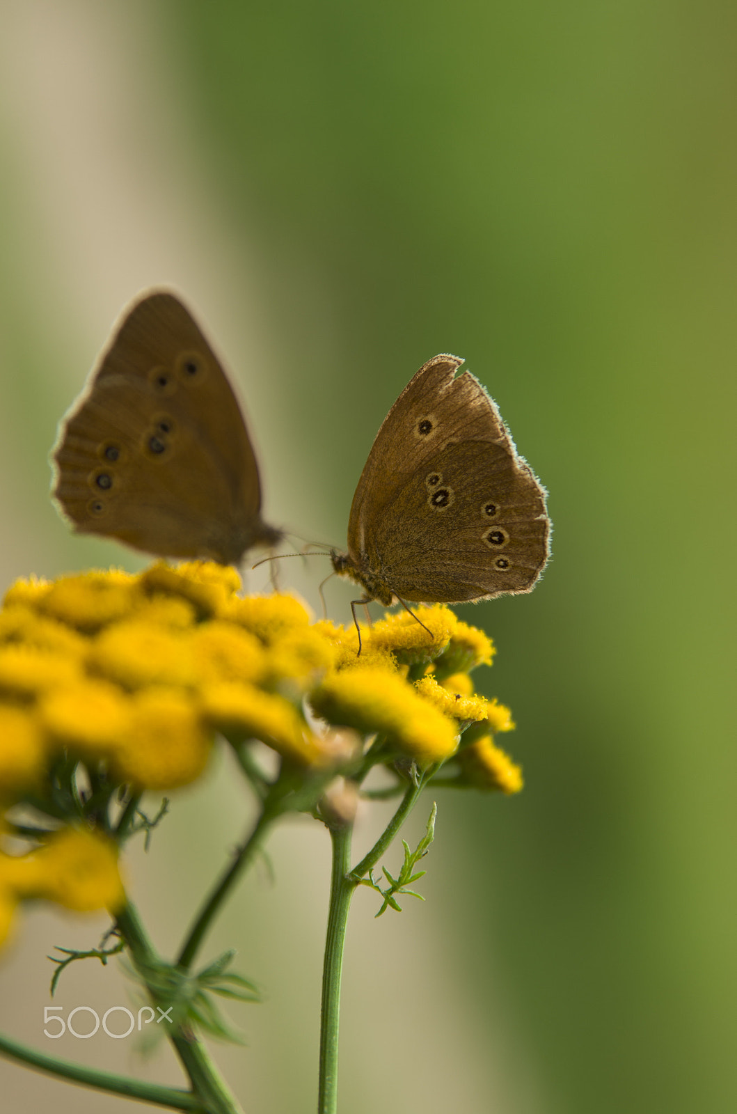 Tamron AF 28-75mm F2.8 XR Di LD Aspherical (IF) sample photo. Butterfly photography