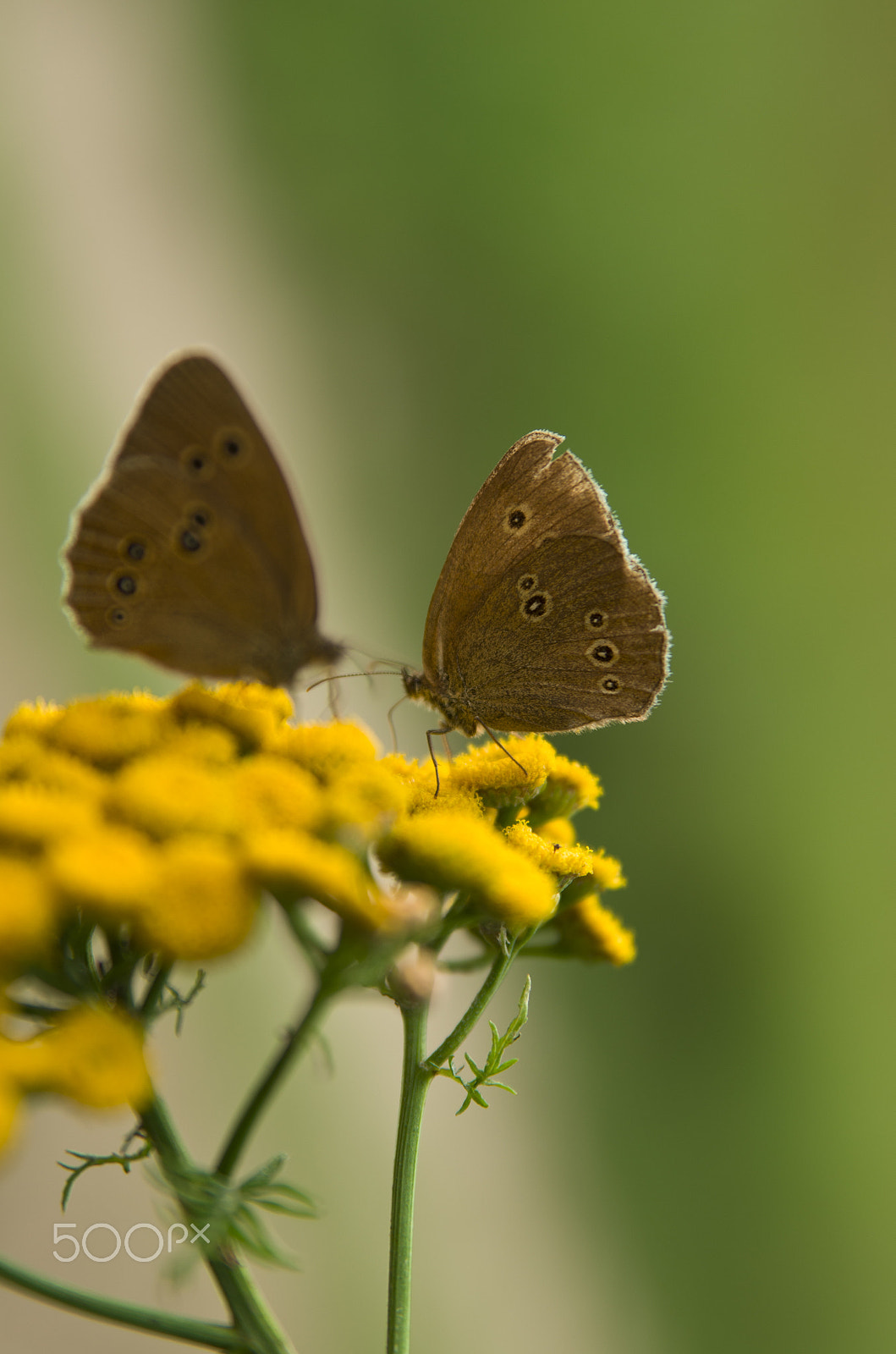 Pentax K-5 IIs sample photo. Butterfly photography