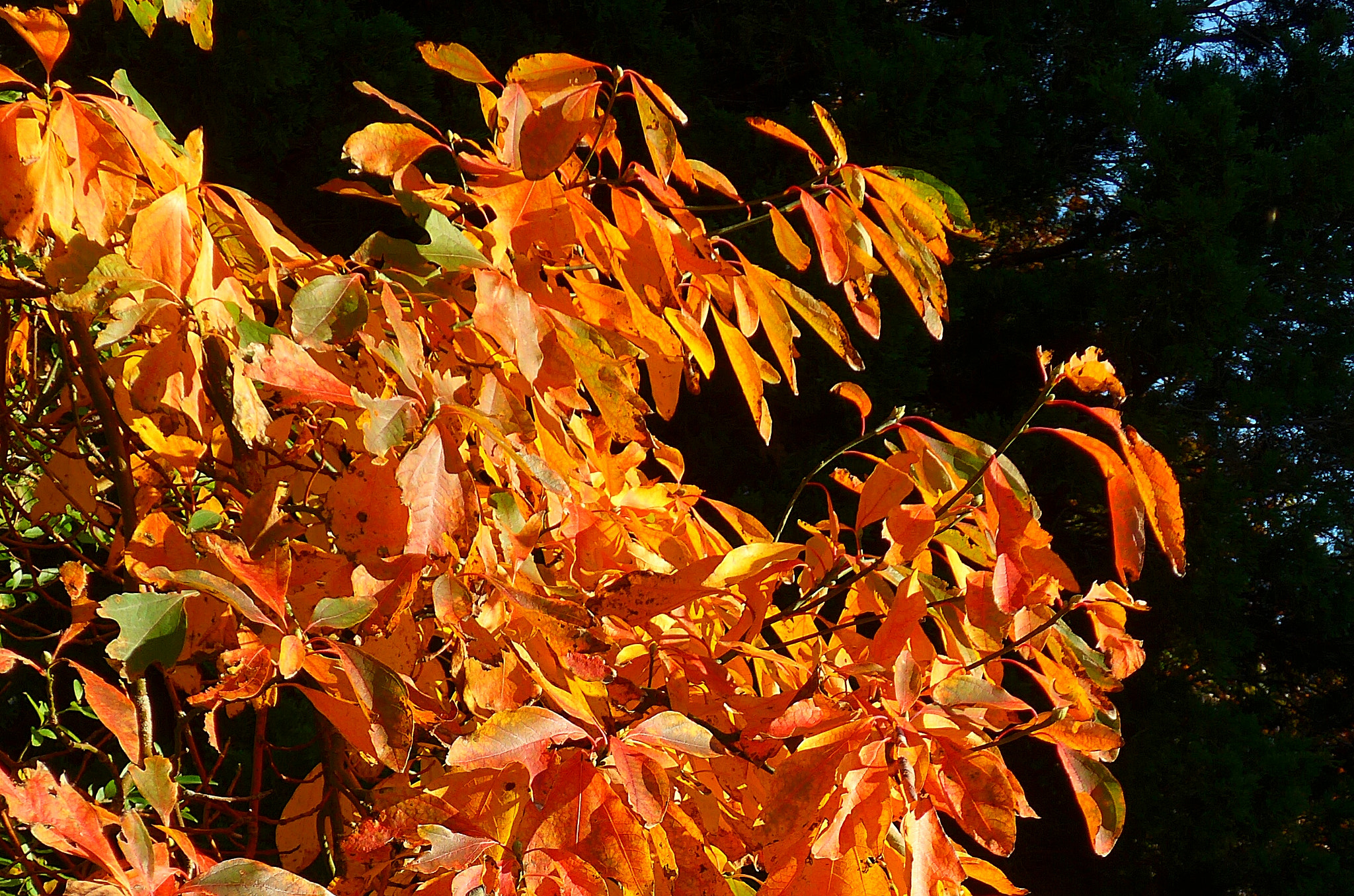 Leica C (Typ 112) sample photo. Autumn change photography