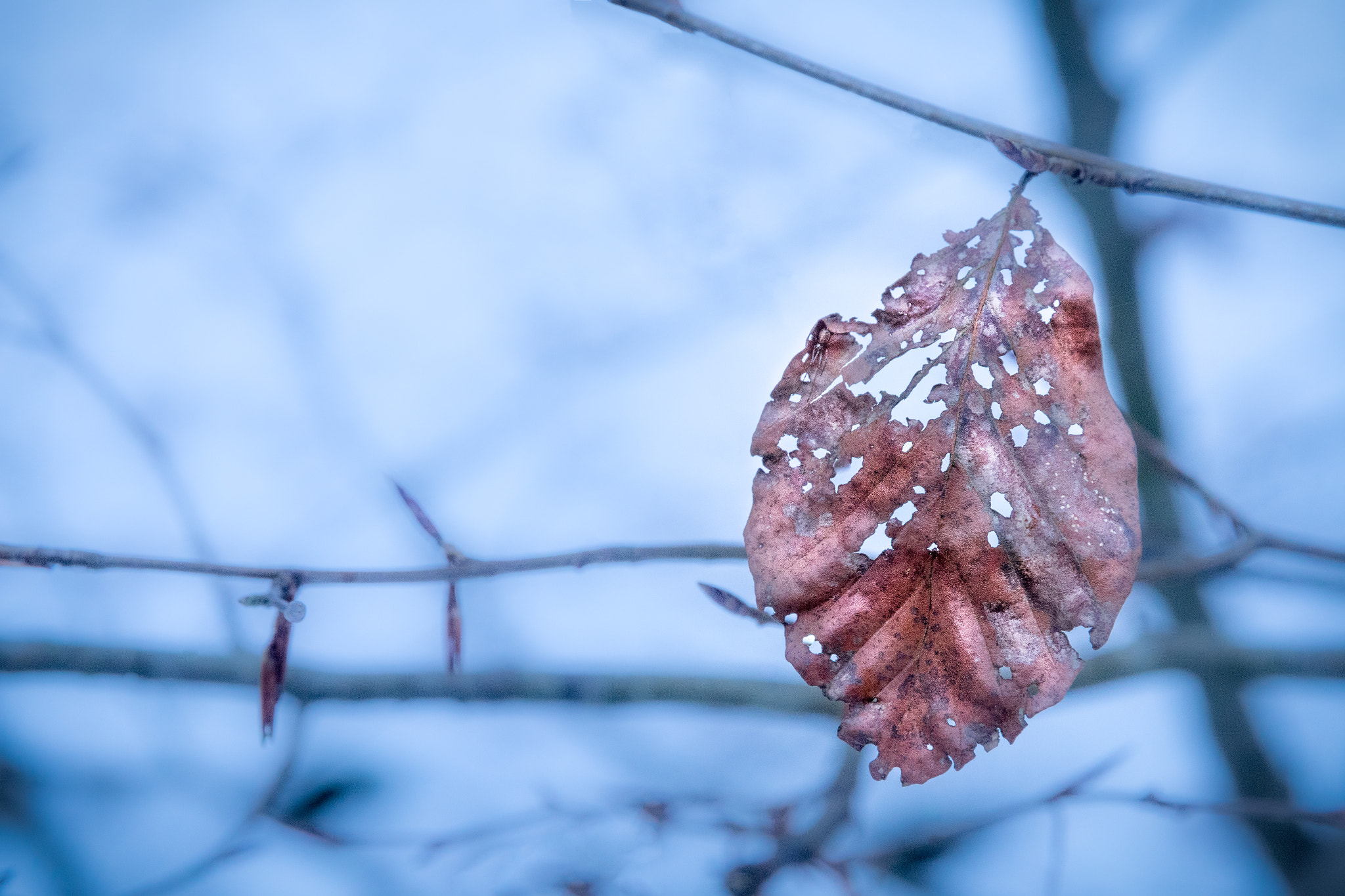 Sigma 24-105mm f/4 DG OS HSM | A sample photo. Winter is coming photography
