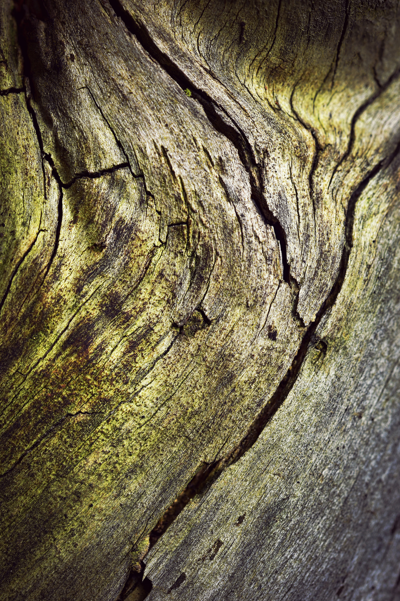 Nikon D5500 + Tamron SP 90mm F2.8 Di VC USD 1:1 Macro (F004) sample photo. Detail of old wood crack photography