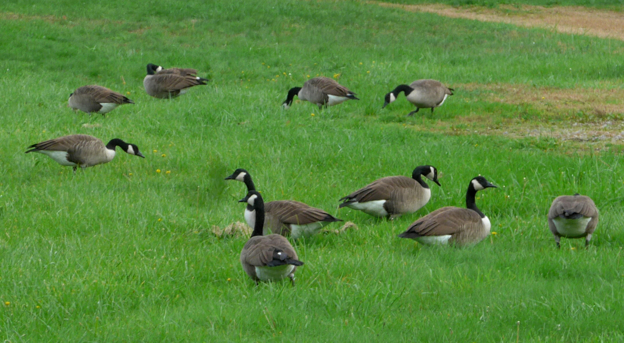 Leica C (Typ 112) sample photo. Canadian geese photography