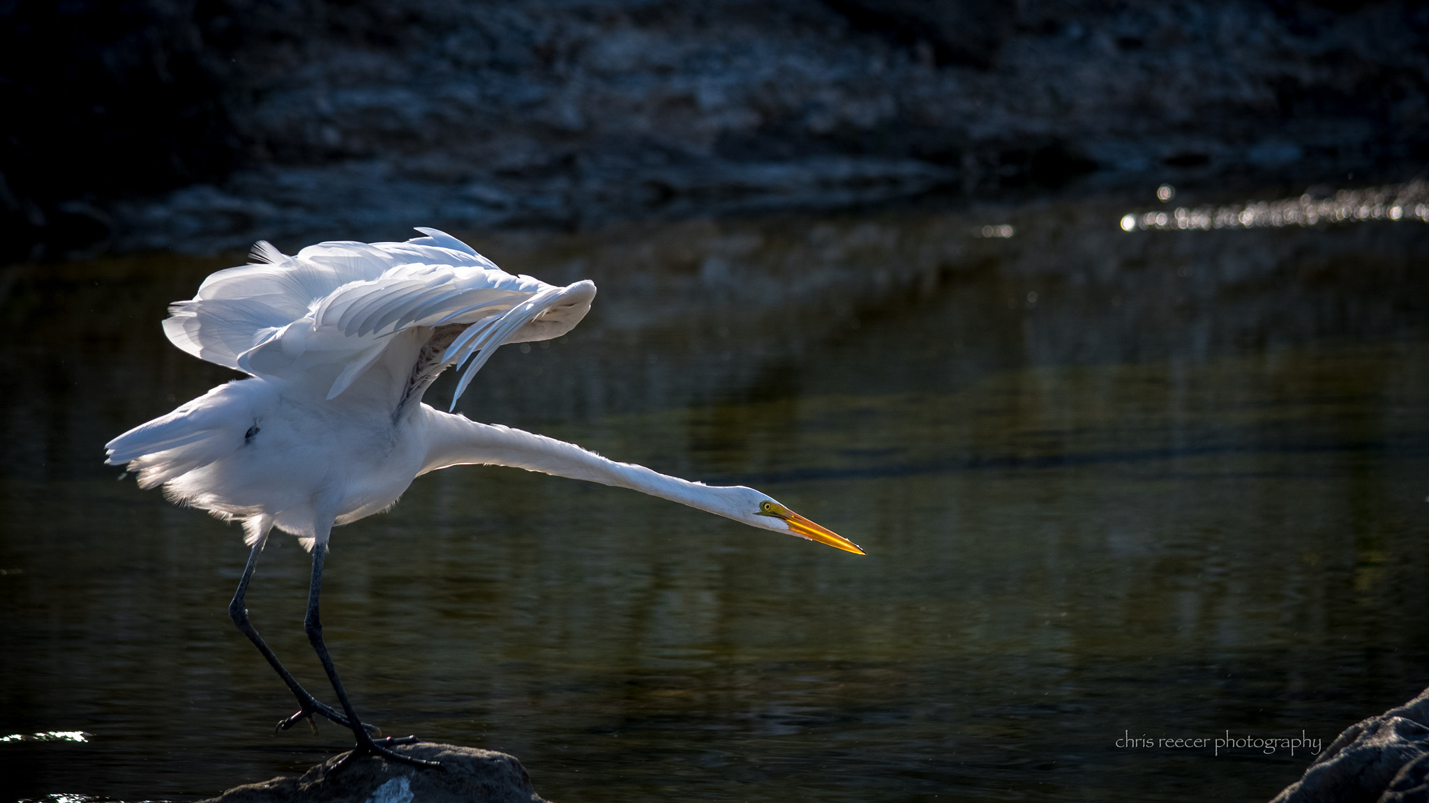 Nikon D500 sample photo. Bird yoga photography