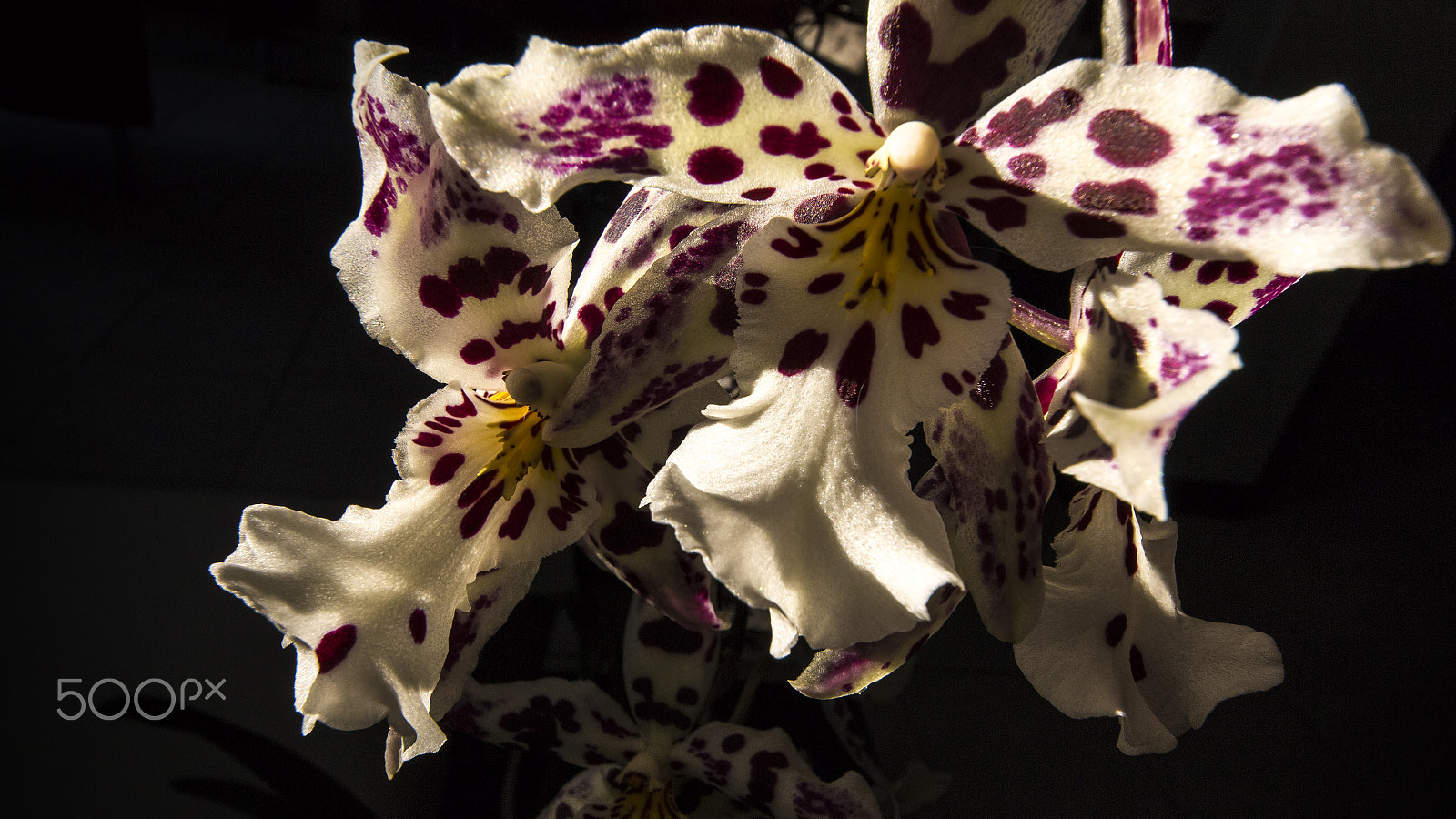 Sigma 8-16mm F4.5-5.6 DC HSM sample photo. 'hilo space ship' orchid closeup photography