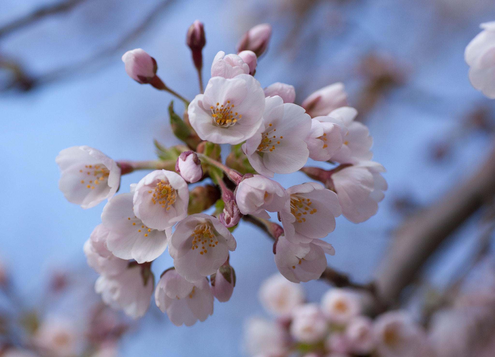Sigma 50mm f/1.4 EX DG HSM + 1.4x sample photo