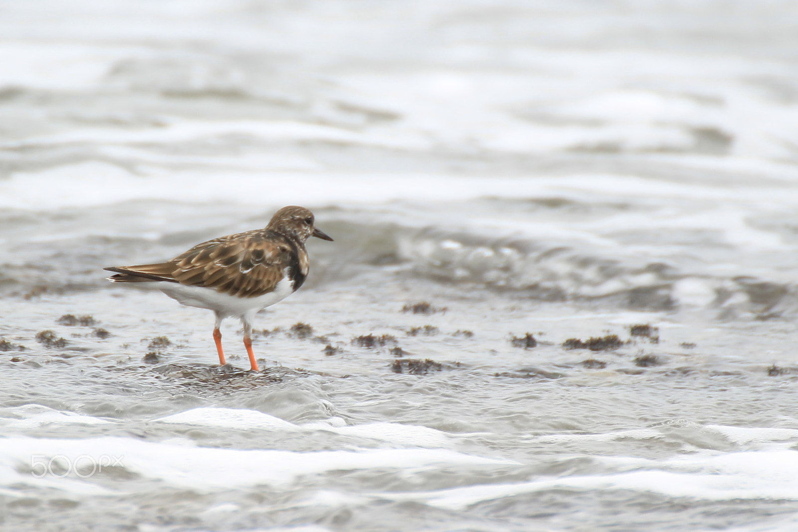 Tamron SP 35mm F1.8 Di VC USD sample photo. Sea bird photography
