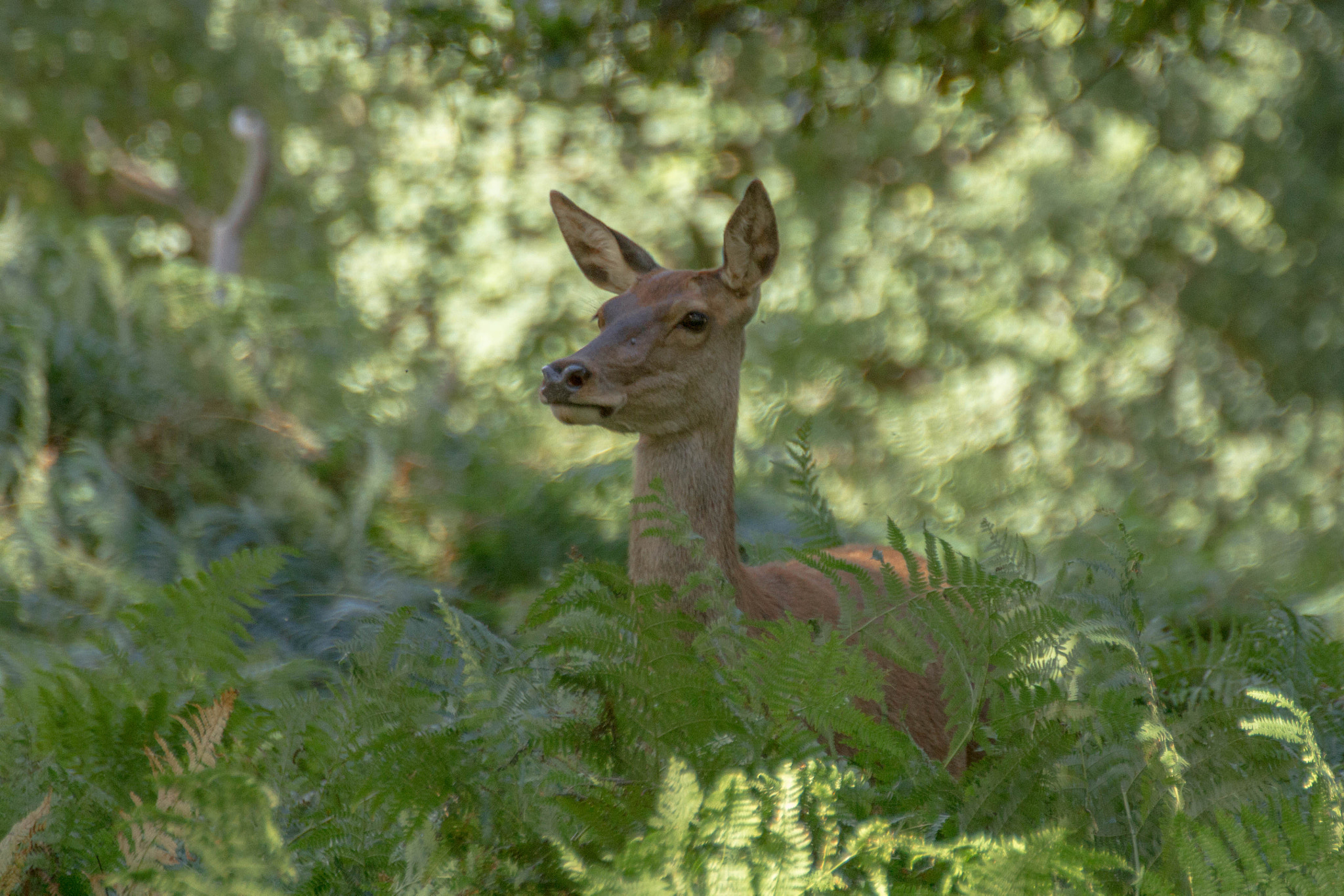 Canon EOS 7D + Tamron SP 70-300mm F4-5.6 Di VC USD sample photo. Roe-deer photography