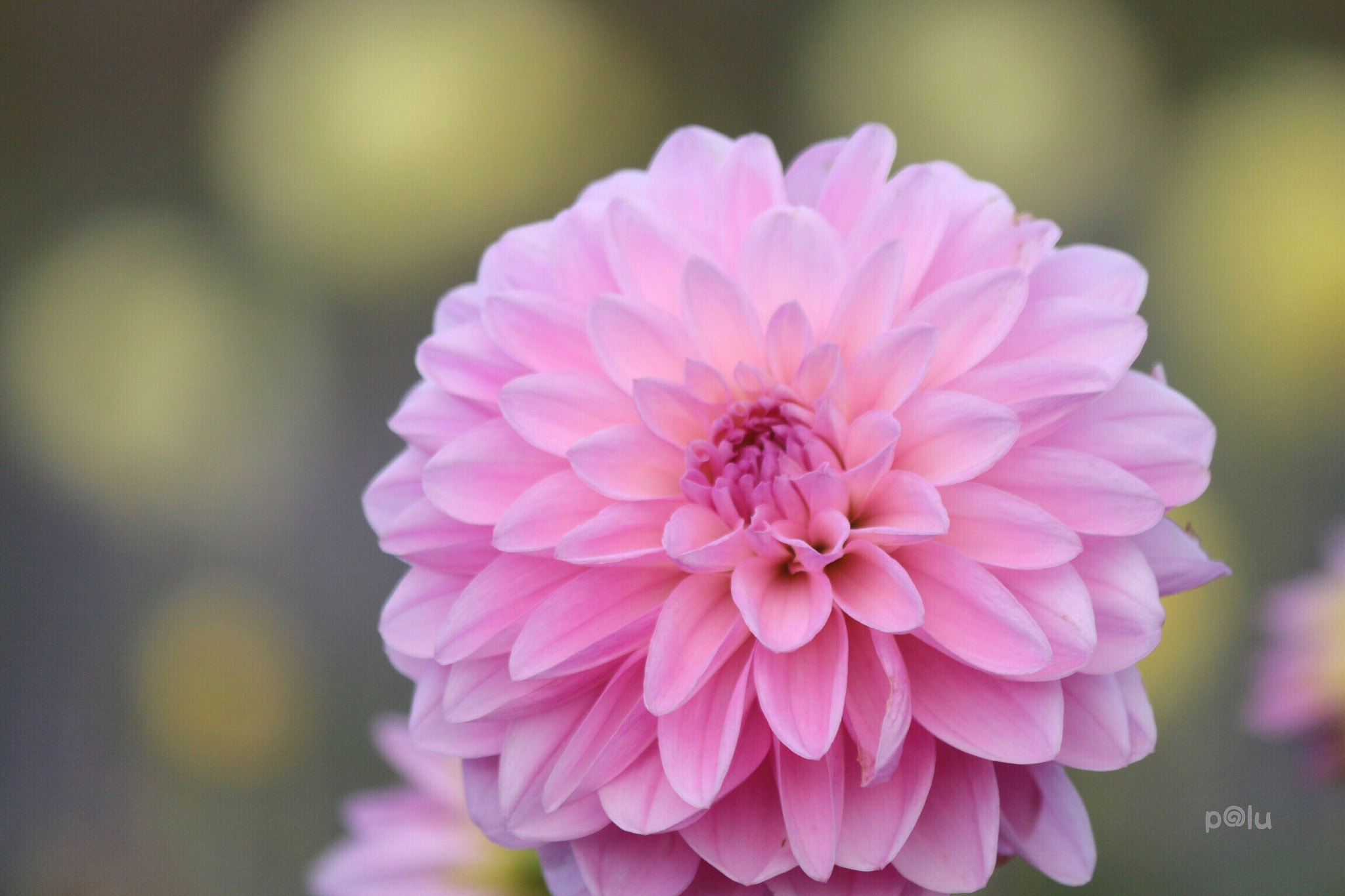 Canon EOS 700D (EOS Rebel T5i / EOS Kiss X7i) sample photo