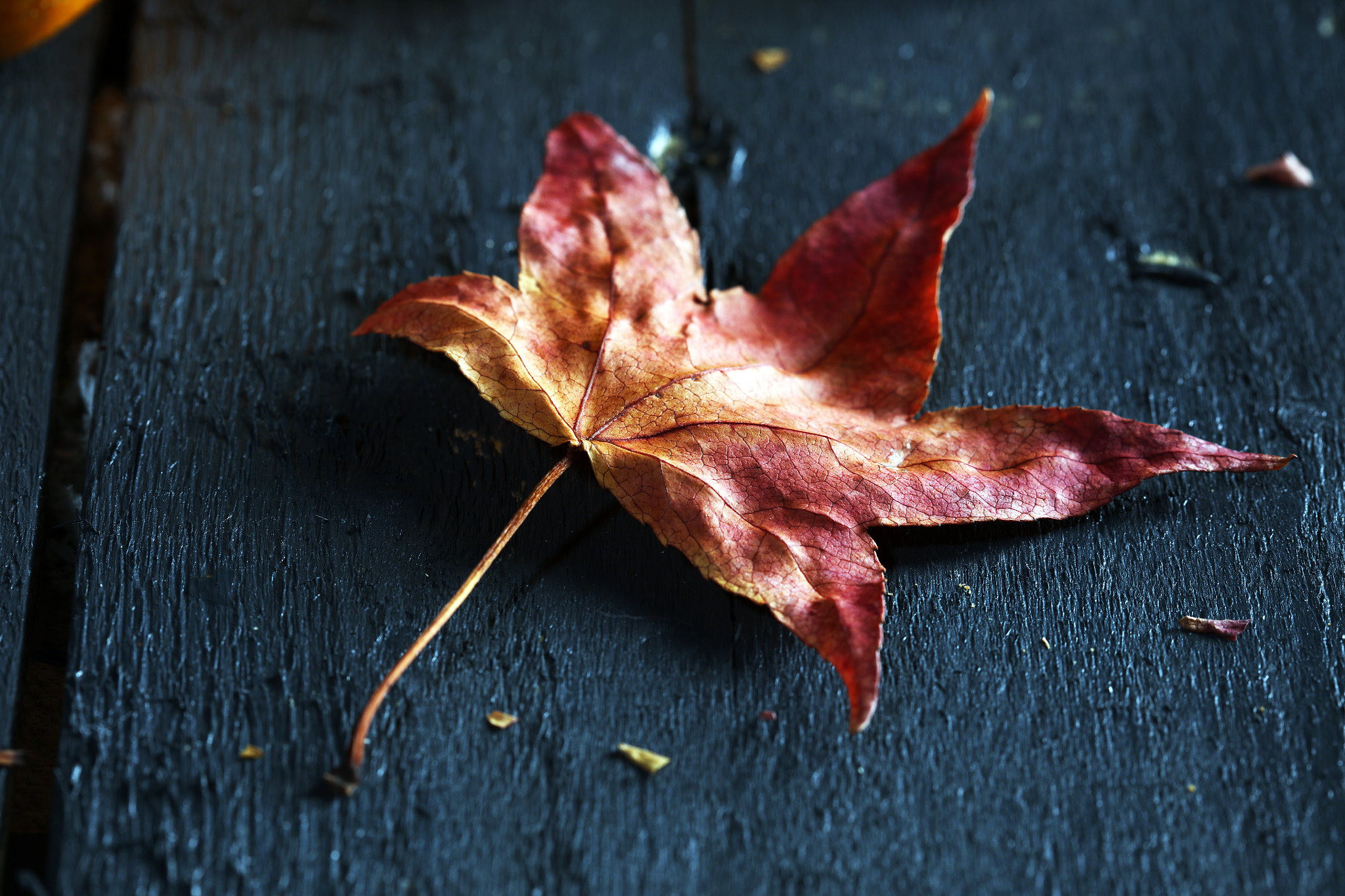 Canon EF 100mm F2.8 Macro USM sample photo. Leaf photography