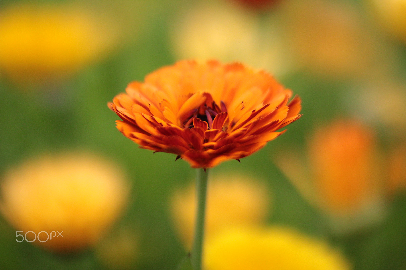 Tamron SP AF 60mm F2 Di II LD IF Macro sample photo. Flowers in the wind photography