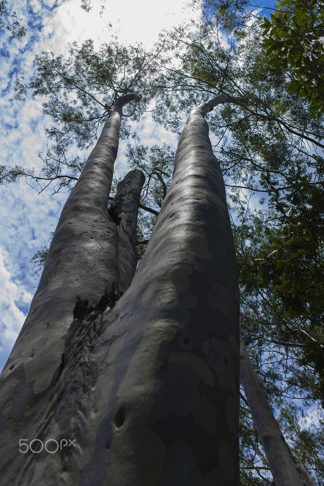 Leica M9 + Leica Summarit-M 35mm F2.5 sample photo. Inhotim brazil photography