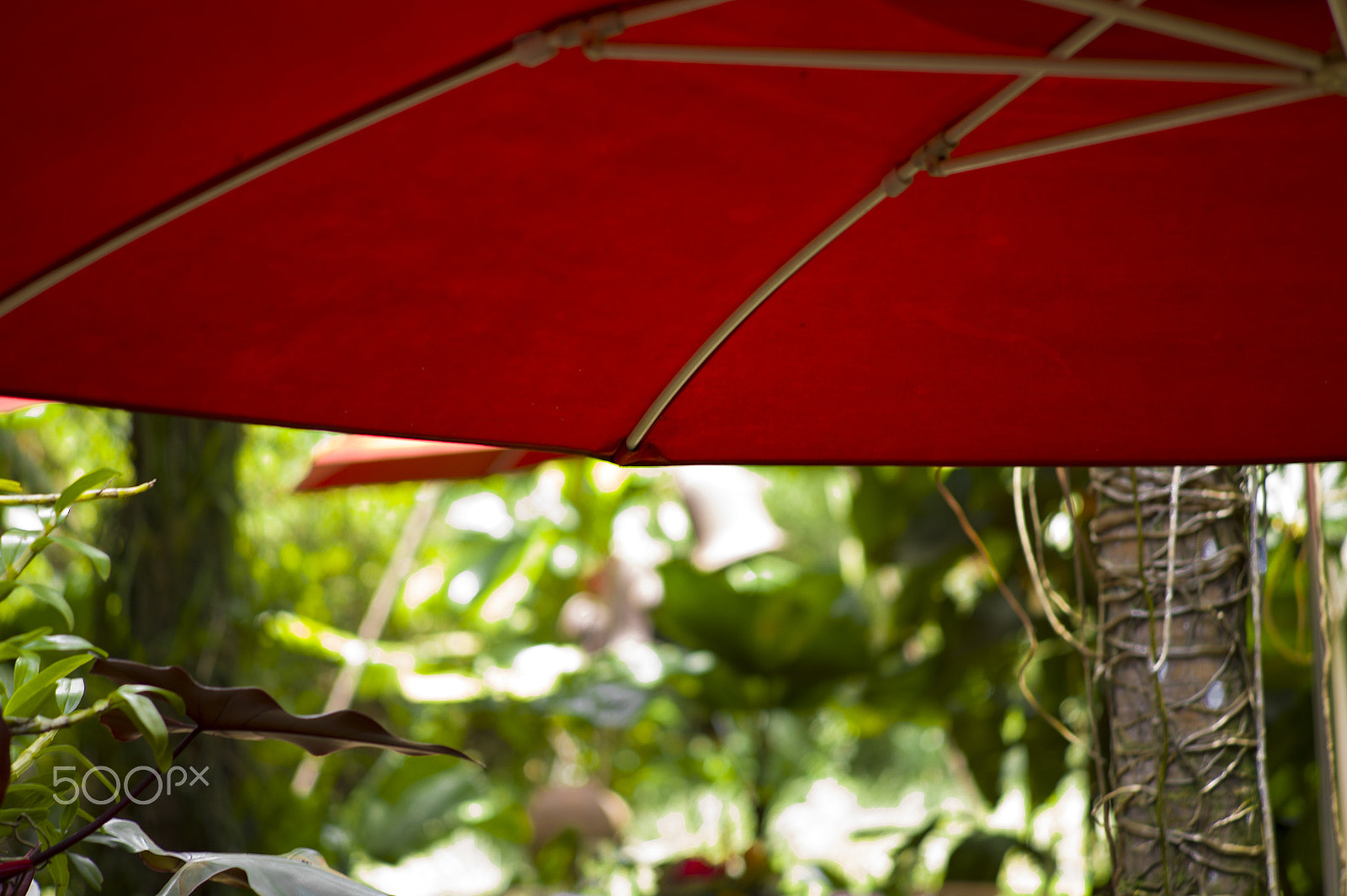 Leica M9 + Leica Summarit-M 90mm F2.5 sample photo. Inhotim brazil photography